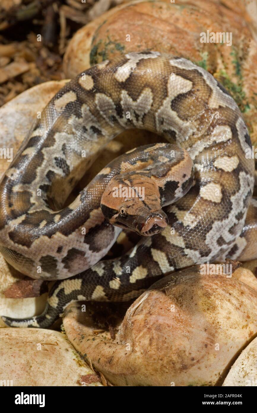 Il sangue (Python Python curtus). Hatchling emerse da un uovo. Nativo di Malesia, Borneo e Sumatra, sud-est asiatico. Foto Stock