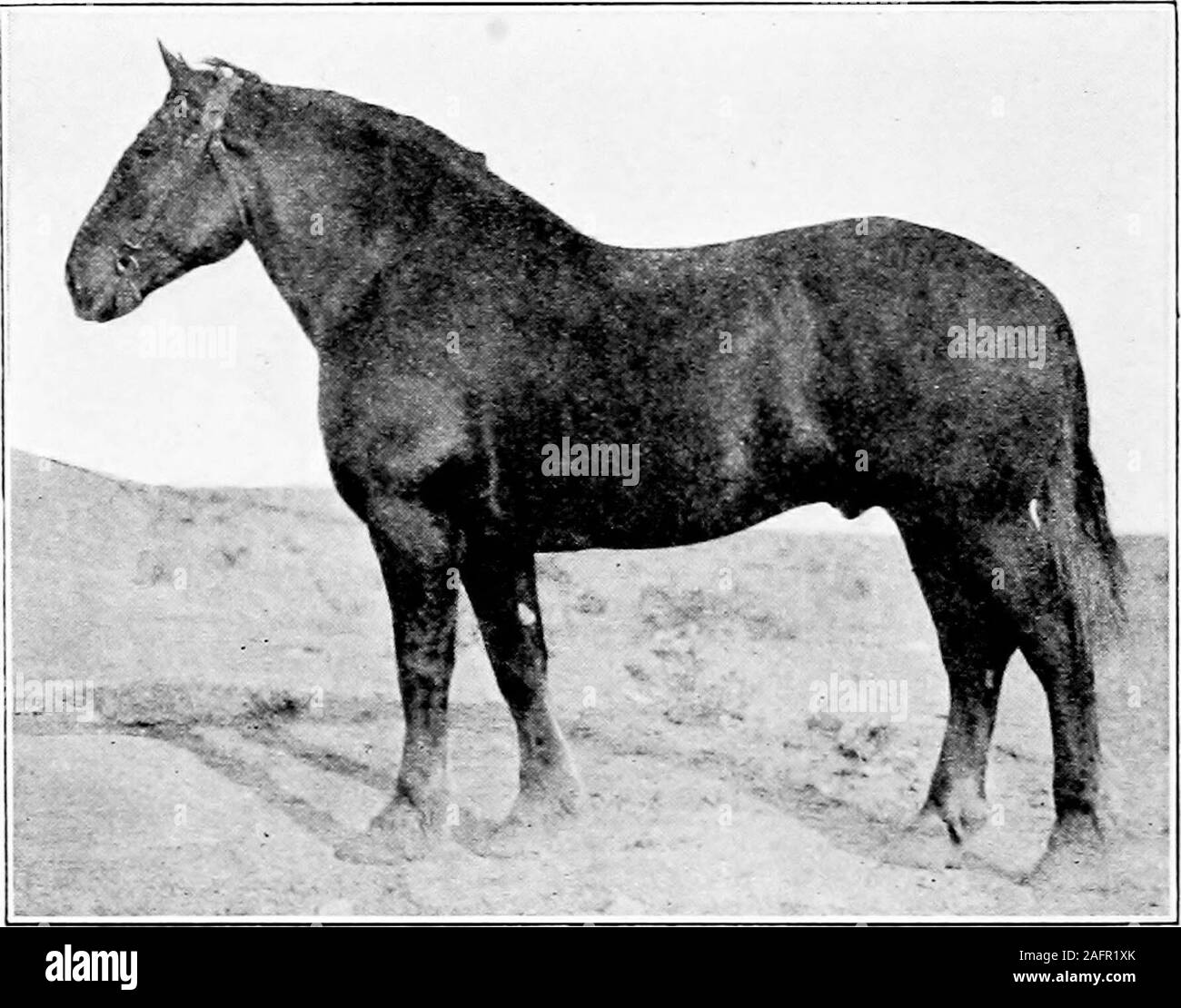 . Agricoltura occidentale. La figura 134. - Farceur, un undefeated grand champion e probabilmente il campione mostoutstanding belga della razza in America. poi. Shire cavalli sono pesanti disossato e piuttosto rozzo intheir make-up e non maturo come presto come alcune delle altre razze di progetto. Un Shire caratteristica è la lunga piuma hairor che viene trovato da fetlock al ginocchio e fromfetlock a hock. Cavalli Clydesdale originato in Scozia. Essi sono, incolor, lo stesso come Shires, ma sono una razza più piccoli, pesare-ing 1.600 a 2.200 libbre e avente meno di feather sullato gambe, ma hanno più pendenza per Foto Stock . Agricoltura occidentale. La figura 134. - Farceur, un undefeated grand champion e probabilmente il campione mostoutstanding belga della razza in America. poi. Shire cavalli sono pesanti disossato e piuttosto rozzo intheir make-up e non maturo come presto come alcune delle altre razze di progetto. Un Shire caratteristica è la lunga piuma hairor che viene trovato da fetlock al ginocchio e fromfetlock a hock. Cavalli Clydesdale originato in Scozia. Essi sono, incolor, lo stesso come Shires, ma sono una razza più piccoli, pesare-ing 1.600 a 2.200 libbre e avente meno di feather sullato gambe, ma hanno più pendenza per Foto Stock