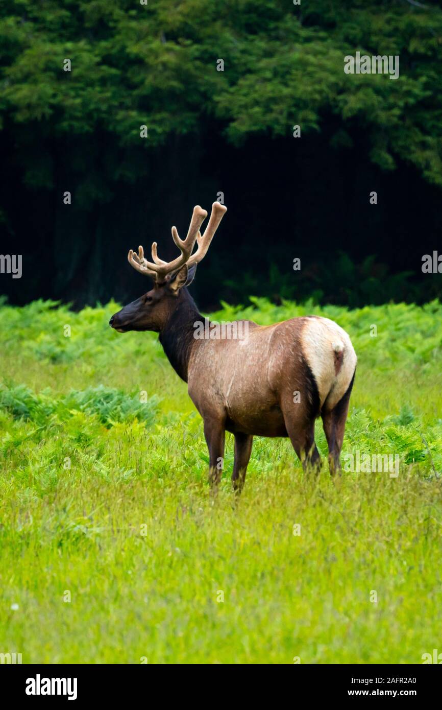 Maggio 31, 2019, REDWOOD FOREST< N CALIFORNIA, STATI UNITI D'AMERICA - Elk in erba al di fuori della Foresta di Redwood, California settentrionale Foto Stock