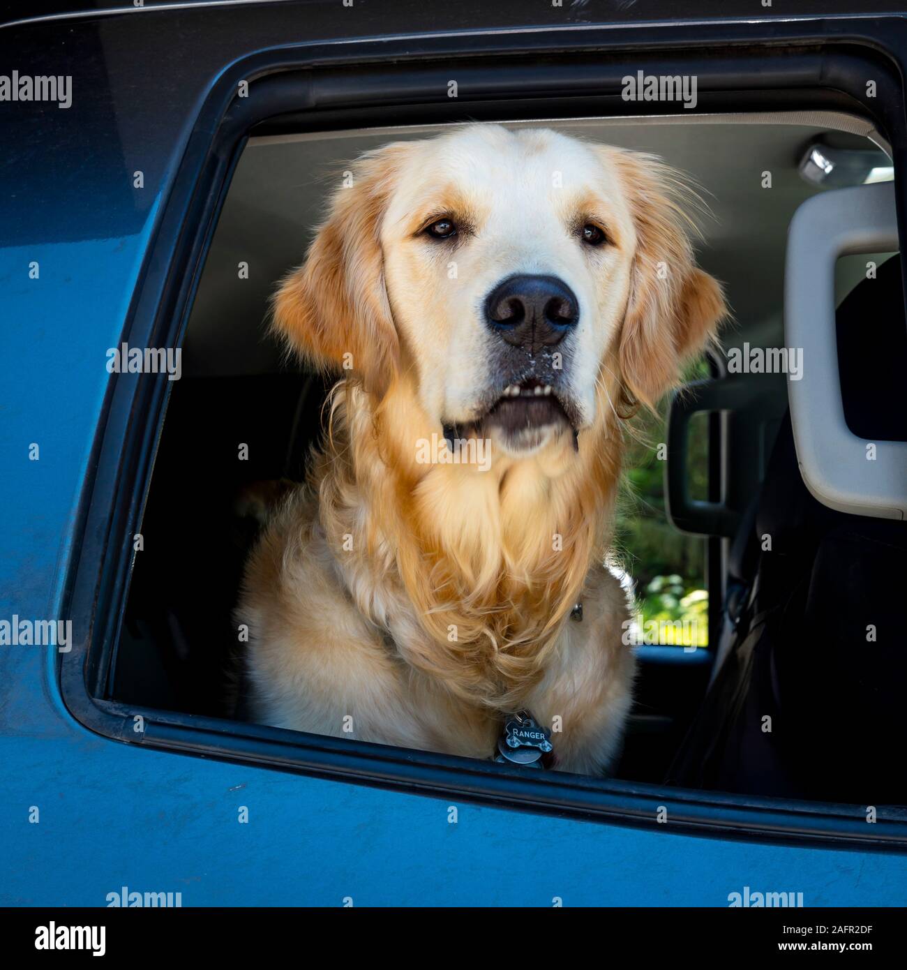 Il 31 maggio 2019, N CALIFORNIA, STATI UNITI D'AMERICA - cane guarda fuori della vettura sedile posteriore, N California Foto Stock