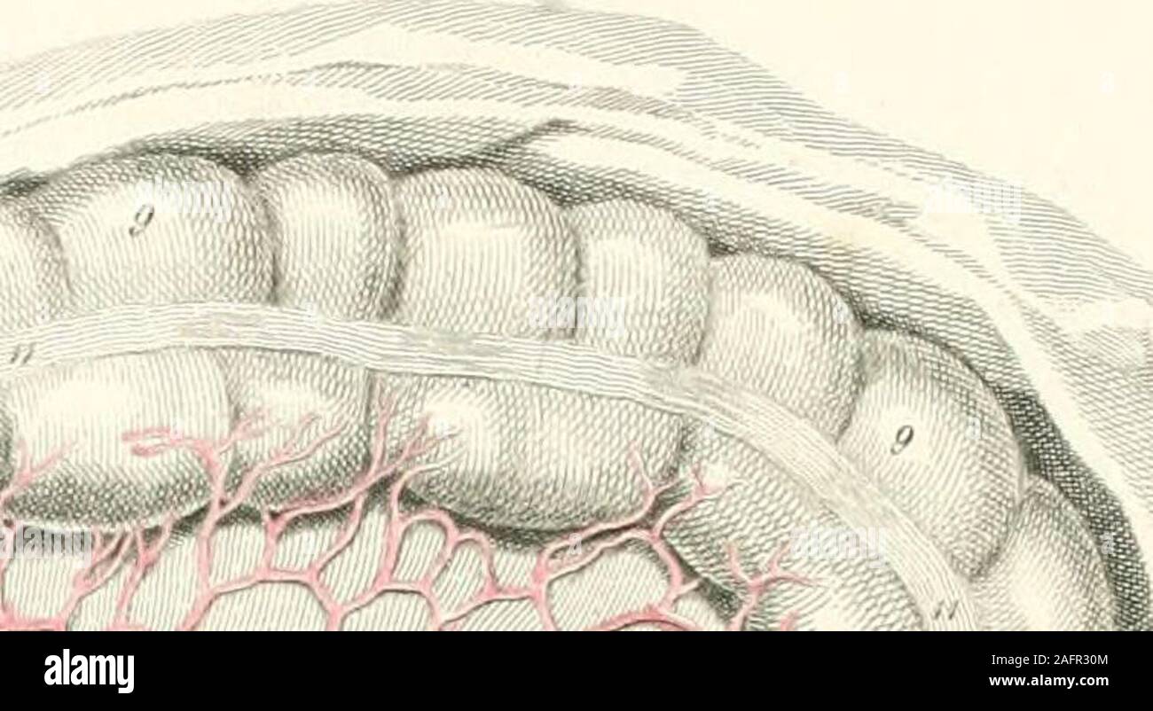 . Piastre di le arterie del corpo umano. teric arteria. 37. Meno pancreatico-arteria duodenale. 38. Anastomosi di questa arteria con il superiore pancreatico-duodenale. 39. Inferiore arteria mesenterica. La figura II. Presenta la distribuzione delle arterie sulla superficie theposterior dello stomaco. 1. L'esofago. 2. Cardia. 3. Fundus, o grande cul-de-sac dello stomaco. 4. 4. Cvirvature più piccoli. 5. 5, 5, 5. Maggiore curvatura. 6. Piccolo cul-de-sac dello stomaco. 7. Piloro. 8. Il duodeno. 9. 9. Arteria coronaria dello stomaco. 10. Arteria pilorica.anastomosi tra le arterie.12, 12, 12. Sezione posteriore Foto Stock