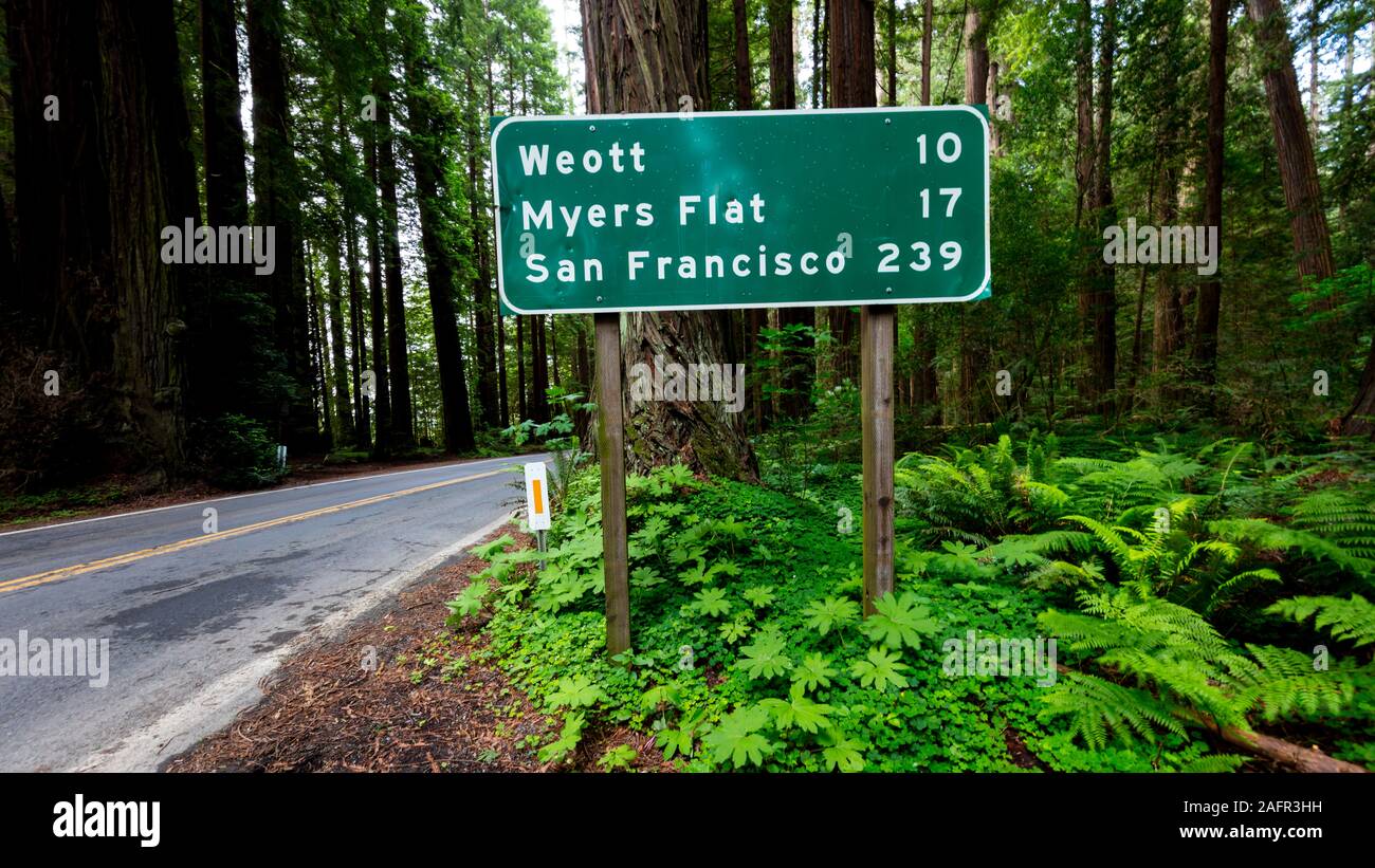 Il 31 maggio 2019, N CALIFORNIA, STATI UNITI D'AMERICA - Viale dei Giganti e sequoia gigante foresta lungo la Route 101 N in California - a San Francisco Foto Stock