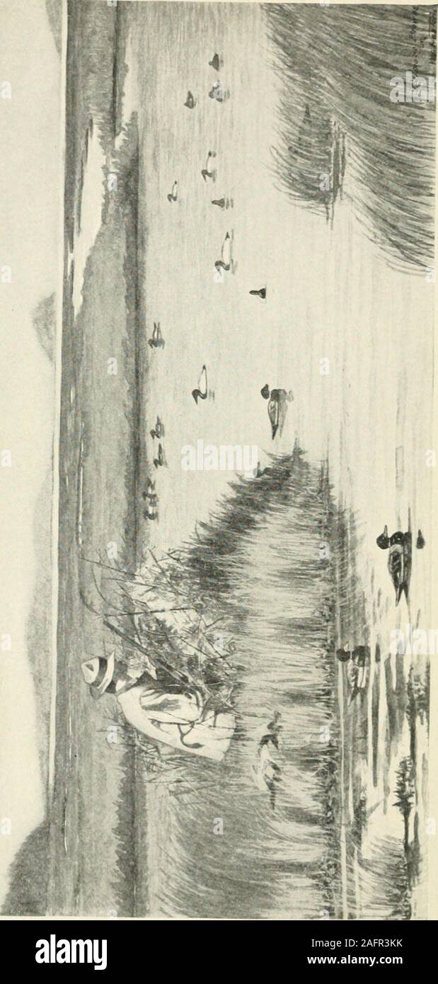 . Pistole e gunning. Il fucile da caccia 33-40 CAPITOLO IV Wild Fowl 41 tende 44 Decoy ------ 4-> numero di trappole   - - - - 43 scatti misti ... - - 46 Allestimento uno sgabello . - - - 47 barche 48 vestiti 49 Fucili e munizioni ... - 49 Le munizioni . - - - - 5U per dimensioni di shot . - - . - 51 Caccia ------ 5^ riprese su Decoy - - - - 52 CalUng Anatre - - - 53 passano le riprese ----- 54 Jumping Ducb ------ 55 riprese Sink-Box ----- 56 riprese d'oca ------ 57 Capitolo V riprese di Montagna Grouse e beccacce quaglie Prairie polli Capitolo VI una breve storia di FirearmsMarksmanship Capitolo VII TKe deserto il legno Foto Stock . Pistole e gunning. Il fucile da caccia 33-40 CAPITOLO IV Wild Fowl 41 tende 44 Decoy ------ 4-> numero di trappole   - - - - 43 scatti misti ... - - 46 Allestimento uno sgabello . - - - 47 barche 48 vestiti 49 Fucili e munizioni ... - 49 Le munizioni . - - - - 5U per dimensioni di shot . - - . - 51 Caccia ------ 5^ riprese su Decoy - - - - 52 CalUng Anatre - - - 53 passano le riprese ----- 54 Jumping Ducb ------ 55 riprese Sink-Box ----- 56 riprese d'oca ------ 57 Capitolo V riprese di Montagna Grouse e beccacce quaglie Prairie polli Capitolo VI una breve storia di FirearmsMarksmanship Capitolo VII TKe deserto il legno Foto Stock