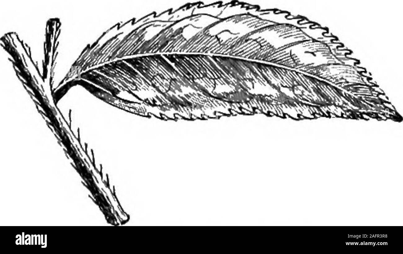 . Cibo; la sua composizione e di preparazione di un libro di testo per le classi di scienze domestiche. a standand fermentare prima di esse vengono essiccate. In questo modo cambia il sapore colorand e rende il tannino meno solubili. Un infusionof tè verde contiene quindi una maggiore quantità di tannini dei un likeinfusion del tè nero. Il tè verde è ottenuto essiccando le foglie rapidamente mentre yetfresh. Una infusione di tè verde ha un colore pallido e un odore lesspungent. 230. Tipi di tè.-La scelta delle marche di tè aremade dal molto giovani germogli e foglie. Il olderand più grandi foglie formano il meno desiderabile e meno costoso quaU-lega. La migliore qualità di C Foto Stock