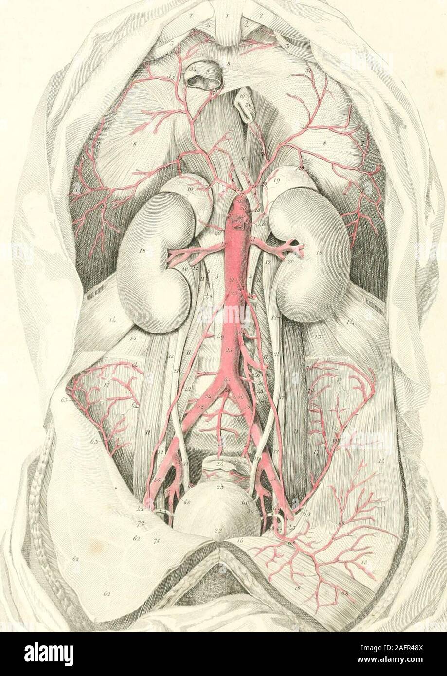 . Piastre di le arterie del corpo umano. e aorta.tronco di tlie arteria innominata.succlavia di destra.La arteria carotide.L'arteria carotidea sinistra.arteria succlavia sinistra.arteria bronchiale del lato destro.sinistra arteria bronchiale, (w) o InferiorSuperior dorsalcostalcostal 29, 29, 29. Aorta discendente. 30, 30, 30. fEsophageal arterie. 31, 31. Arterie QEsophageal troncato. 32, 32, 32, 32, 32, 32, .32, 32, 32. Sinistra infe-rior o intercostale aortica .arterie. 3.3, 33, 33, 33, 33, 33. Rami posteriore.34, 34, 34, 34, 34, 34, 34. branciies. ^ f O^ O o*. o. o)... o^ 00, 00, 00, &LT;jo, oa, 00 Foto Stock