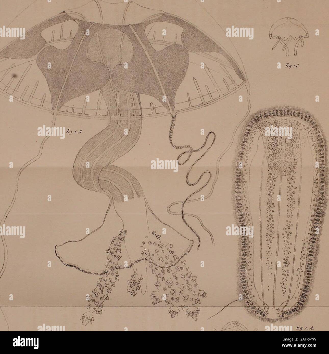 . Mélanges biologiques tirés du Bulletin de l'Académie impériale des sciences de San Pétersbourg. ^ K JUloM€à /-"^.mi^ue* TV . VoécfUn &LT;j--/ho sralt ,rtJivrdiM &lt; /W &lt;/&LT;•/-//&LT; iit.i tt/v6afcùia/ià. Foto Stock
