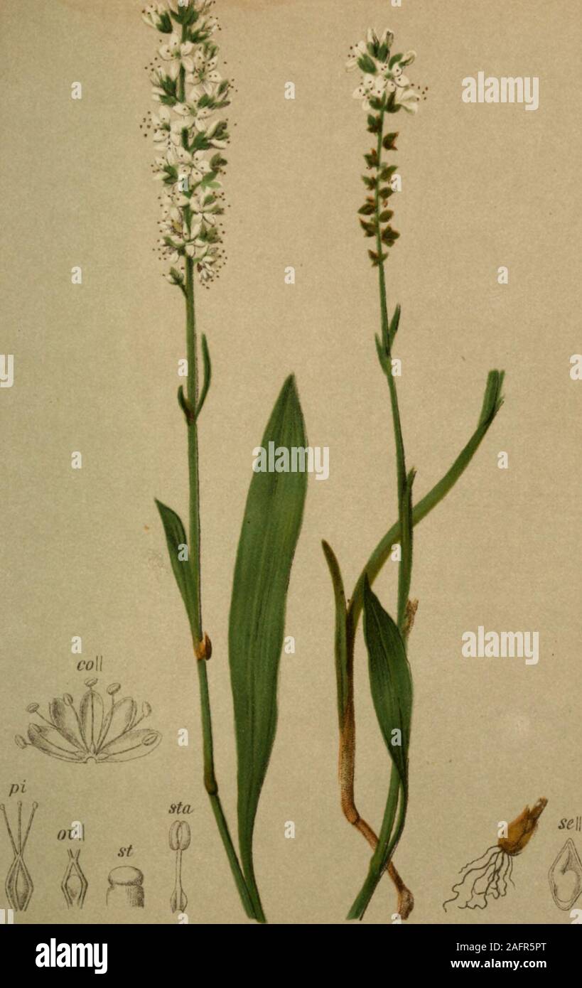 . Atlas der Alpenflora. Oxyria digyna (L.) Campd. - Zweinarbiger Säuerling. Schweiz bis Steiermark, trockene Stellen, iqoo-25oo M., giugno-agosto. 423. Se Polygonum viviparum L. - Knospentreibender Knöterich. Alpenkette, Wiesen, 1600-2100 M. Juni-agosto. 424. Foto Stock