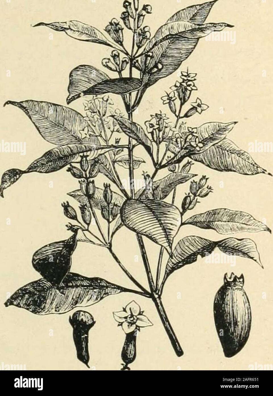 . Gli abitanti del mondo; o, uomini, animali e piante; essendo un popolare conto delle razze e nazioni dell'umanità, del passato e del presente, e gli animali e le piante che popolano le grandi continenti e isole principali. |c ^^. 41. PEPPEE. 42. Chiodo di garofano-TREE. carattere sacro è attribuito a questo albero mediante gli indù. Varie kindsof Palms adornano le regioni tropicali dell Asia; e qui come altrove, thesenoble alberi sono di enorme importanza per la loro utilità varia. TheSago Palm (24) è altamente stimato per la sua albedo amidaceo, ben knownsago di commercio. L'albero cresce rapidamente e produce una g Foto Stock
