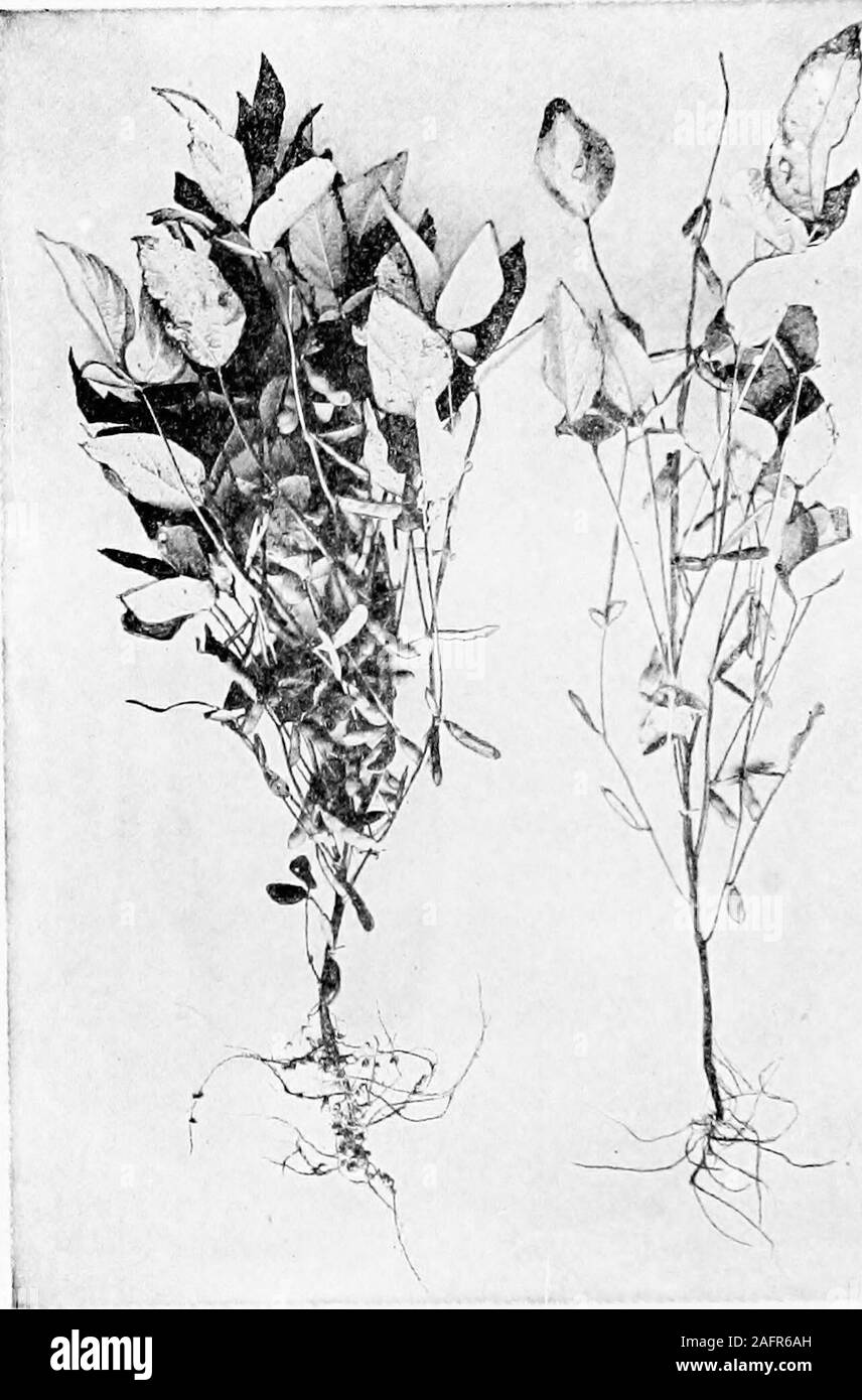 . Cibo; la sua composizione e di preparazione di un libro di testo per le classi di scienze domestiche. ncient volte; ma in questo countryits utilizzare come tale è solo l'inizio. Fino al tempo presente si è servita solo come un fertilizzante,come cibo per porci, o come una sorgente di olio per essere usato come un sub-stitute per più costosi di oli. Composizione.-Come la maggior parte dei legumi la soia è veryrich in proteina. Confrontato con i cereali si containsthree volte tanto come proteina di frumento o di segala e fivetimes tanto quanto la farina di mais. La quantità di grassi presenti^ il fagiolo di soia è dieci volte più di quanto è presente in anycereal. È defici Foto Stock