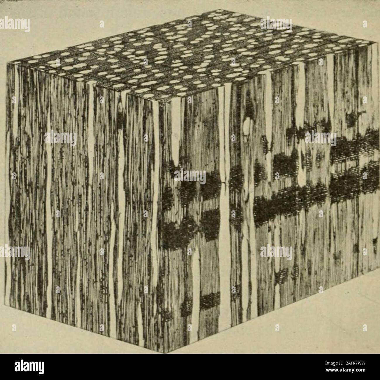 . La fabbricazione di pasta per carta e carta : un libro di testo di moderno impianto di pasta di legno e carta pratica. Fig. 11.-La fotomicrografia del blocco di legno di pioppo. X 20. (Preparata con prodotti di foresta Laboratories of Canada). Fig. 12.-La fotomicrografia del blocco di legno di betulla. X 20.(preparato dalla foresta prodotti nei laboratori del Canada.) le proprietà di legno 10 Foto Stock