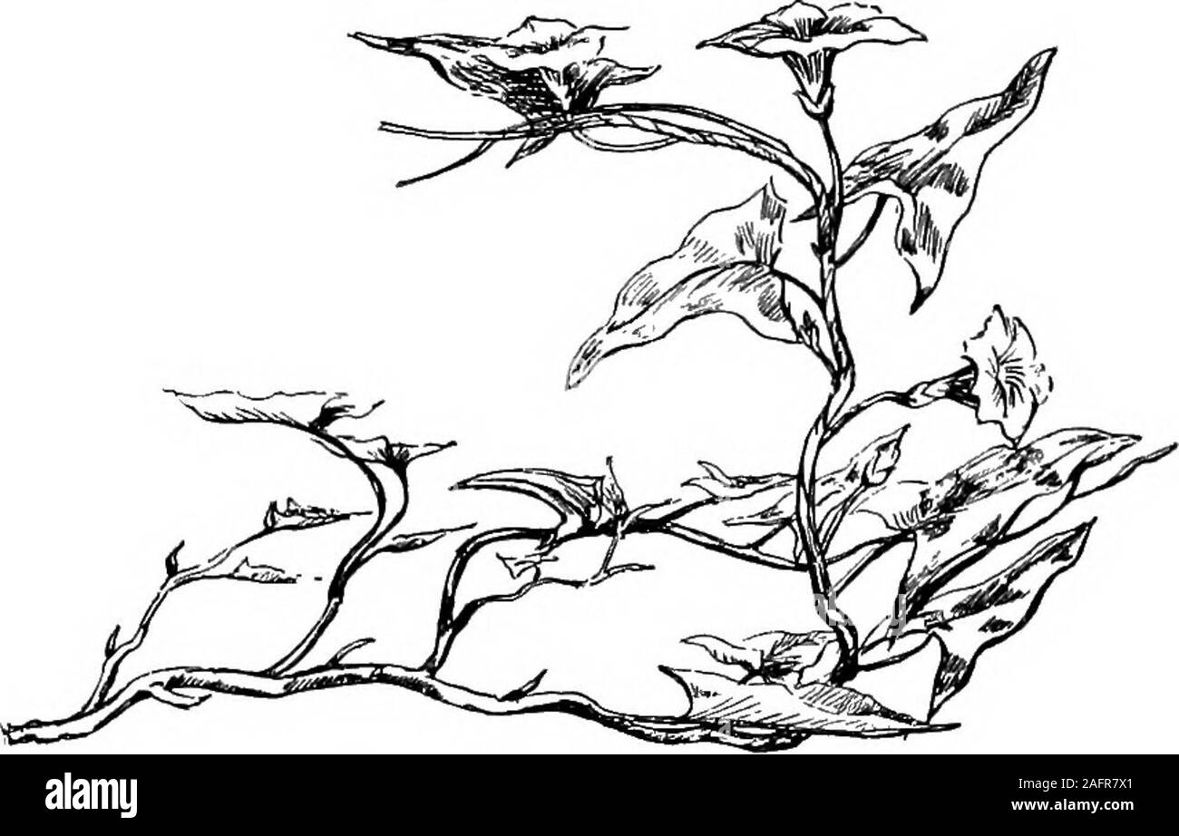 . Agricoltura occidentale. lopmentand probabilmente ha dato via le sostanze velenose da itsroots, tutti che vanno a fare il terreno più o meno sfavorevole,temporaneamente almeno, per la produzione di altri impianti dello stesso tipo. Quindi, se i semi sono diffusi per newregions, le probabilità di sopravvivenza sono migliori e quindi un weedis non molto probabile per diventare un erbaccia a sé stante. La diffusione dei semi di erbaccia è realizzato da var-ious agenzie, alcuni dei più importanti dei quali sono il vento,acqua, animali e l'uomo. È comune vedere dandelionand milkweed semi galleggiante attraverso l'aria, tramato qui Foto Stock