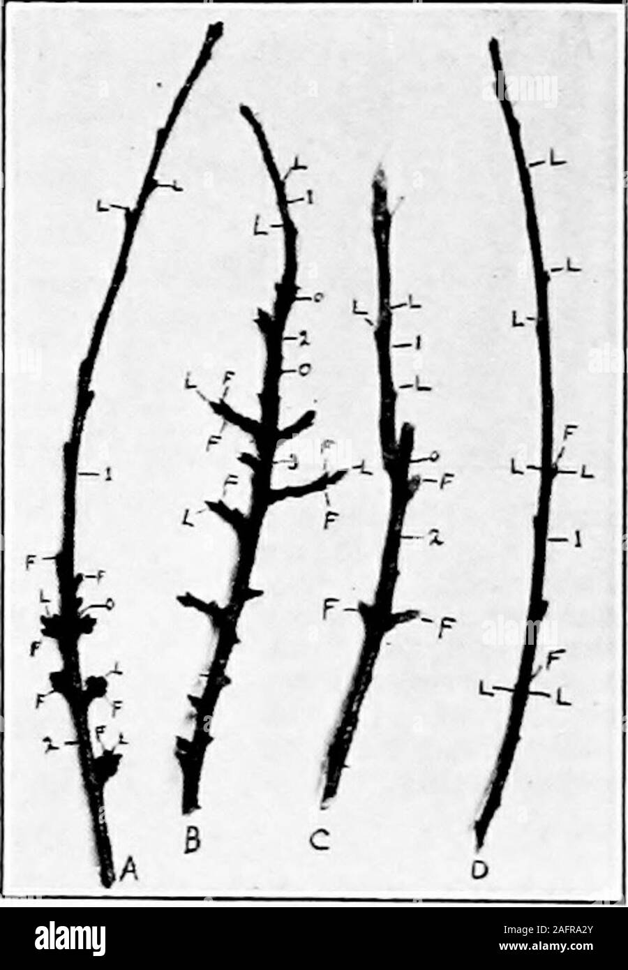 . Agricoltura occidentale. er sviluppare in rami; e (2) frutta gemme che si sviluppano in fiori e più tardi nella frutta. Vi è una differenza in termini di aspetto tra foglia gemme e germogli di frutta, specialmente in apple. Il frutto bud è grande e paffuto, considerando che la foglia bud è più piccolo, più strette e più appuntita.Nella primavera dell'anno, portare in rami di differenti tipi di alberi da frutta e metterli in acqua. Disegnare le parti dei rami per mostrare diversi tipi di gemme e le loro etichette. In generale i diversi frutti portano le gemme come segue: (a) mele frutta di gemme sono ter-minal su brevi ramoscelli chiamato sperone Foto Stock