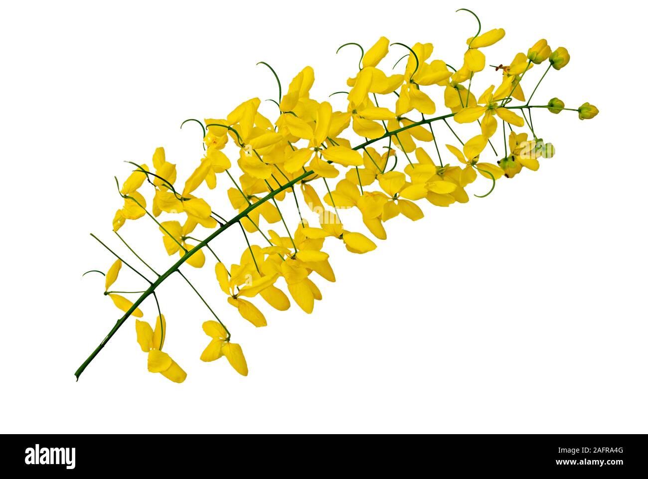 Fiore giallo isolato su sfondo bianco, Javanese cassia di fiori è dalla Tailandia Foto Stock