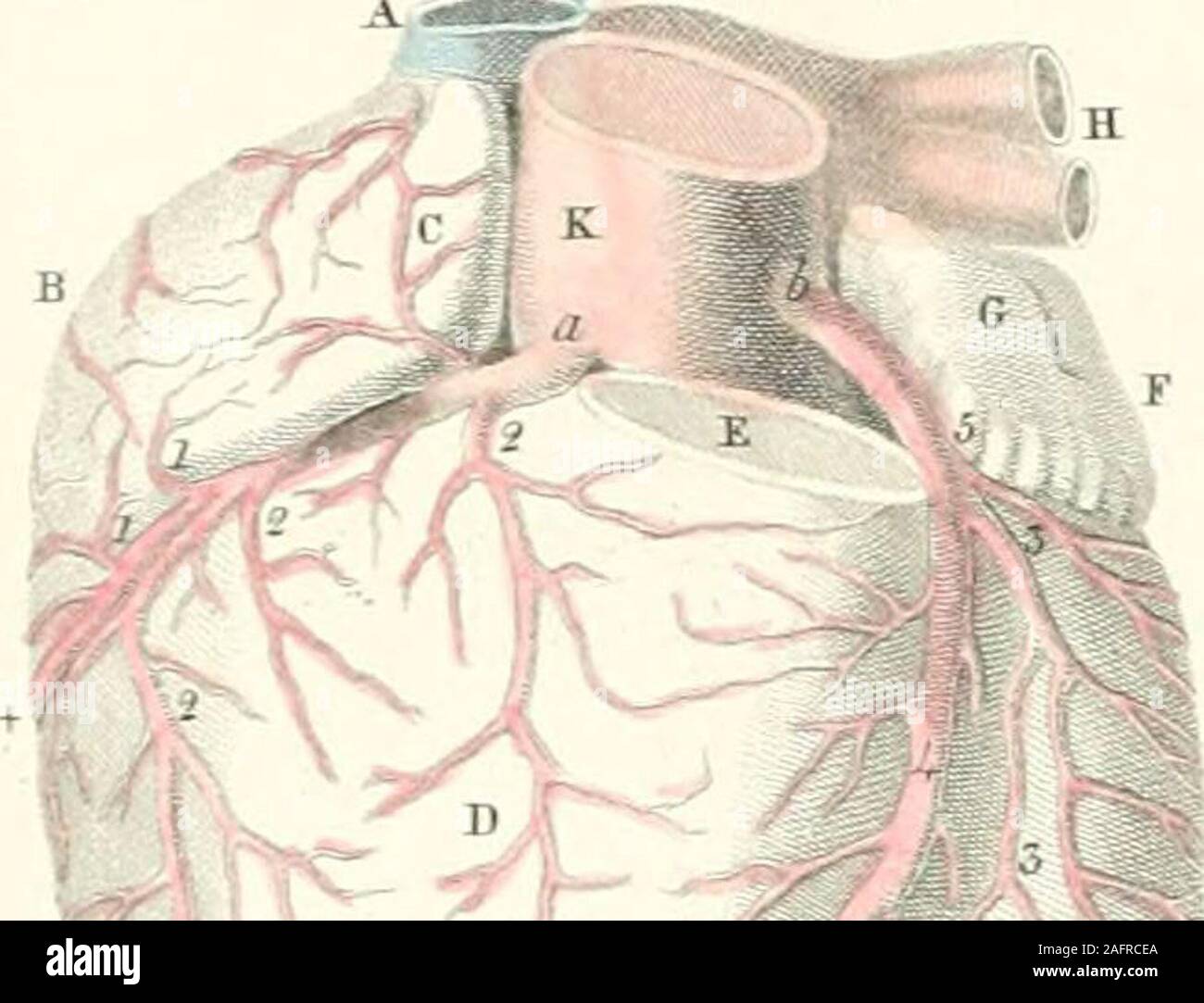 . Piastre di le arterie del corpo umano. ch della aorta è soggetto a variare in mamnnalia aswell come uomini; per in simia capucina e racoon ho visto solo due diramazioni procedendo dall'arco, il primo e il.maggiore dei quali consisteva nella arteria anonyraa, parte posteriore e inferiore della succlavia sinistra. 42. Corretto il ramo della tiroide. -13. Arteria trasversale della scapola. 44. Superficiale arteria cervicale. Tf- Ascendente arteria cervicale. 45. Mammaria interna o arteria toracica. Tronco della arteria succlavia, procedendo tra l'scalenus anticus medius e muscoli. Carotide sinistra. A sinistra Foto Stock