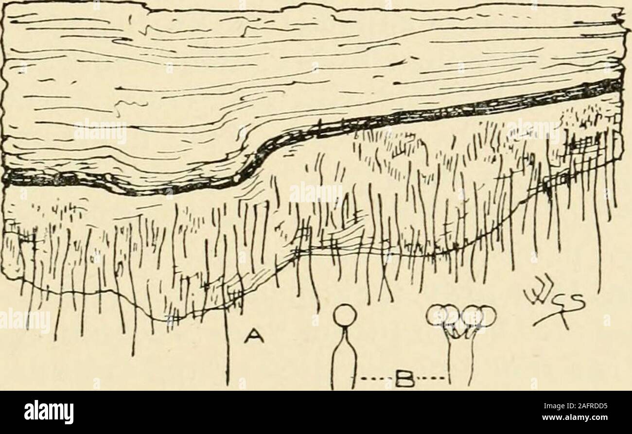 . Sinossi del British basidiomiceti ; un catalogo descrittivo dei disegni ed esemplari nel Dipartimento di Botanica, British museum. gle o diversi connate, più o meno diffusa di ialina; il basidia si verificano tra le setole sterile. Legno morto, blackberry, pino, ginepro, magnolia, erba. Gen-dic. 4J in.Talvolta la tuberculose spuria hymenium assomiglia a quello di 1770 o1839. Kneiffia HYDNACEiE 395 1779. K. subgelatinosa B. & Br. (Dalla sostanza subgelatinous)a b.ialina, giallastro o avorio pallido, buff superficie molto finelygranuloso-crestato. Monconi e le superfici di taglio di abete. 4 in Foto Stock