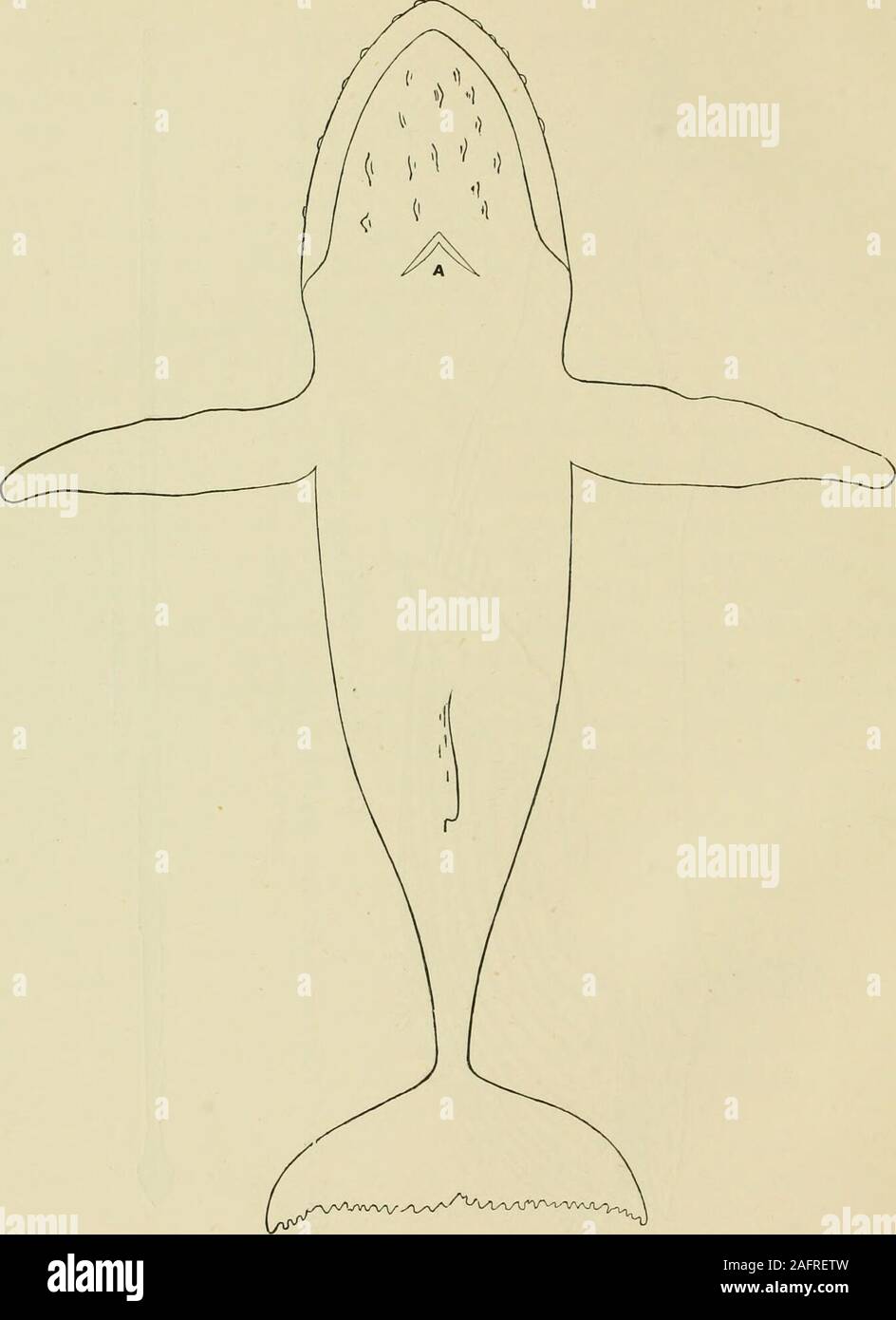 . I mammiferi marini della costa nord-occidentale del Nord America, descritto e illustrato; insieme con un account americano di whale-pesca. ?5 &LT;5 •3 8 §^ O&LT; ffl Ph 42 ^ ^ 0 k ^ Si w ?si " •^ a ^ ?J h k £ 3 *s Ck ?^J 3 -2 8 5a a. 2 o 0 a DC &lt; ho az&LT; £ 48 mammiferi marini della costa nord-occidentale. PUTLINES DI HuMPBACK, dall'alto. n & Foto Stock