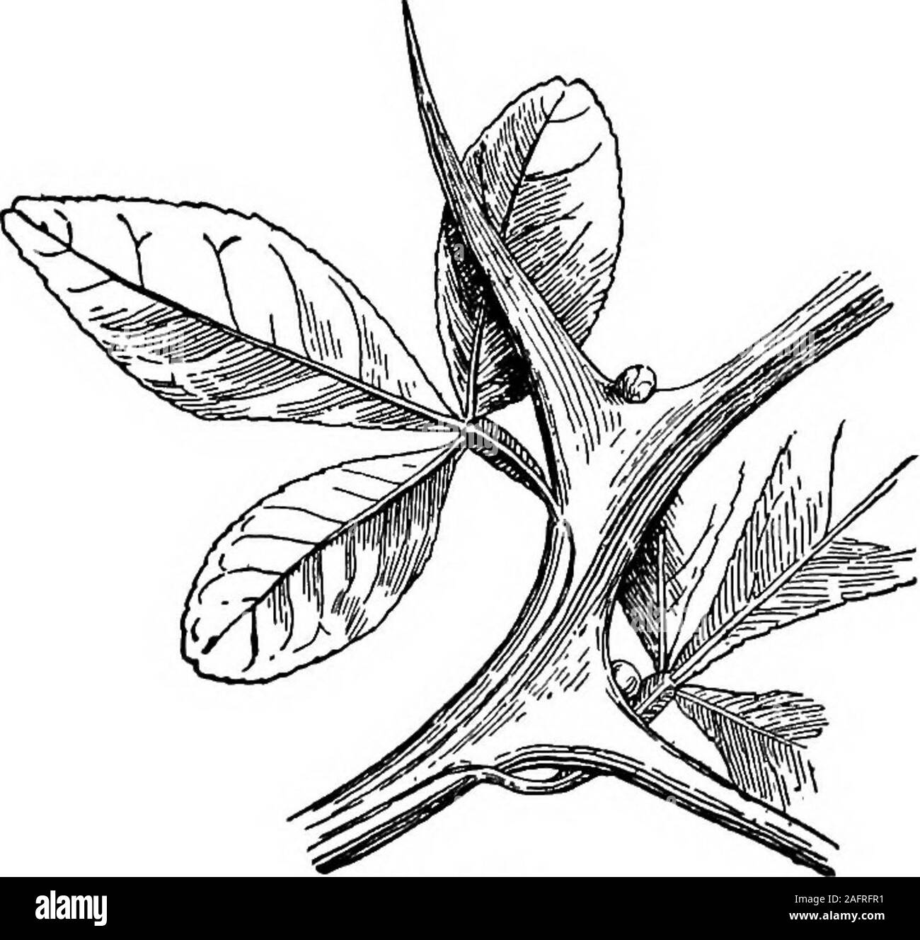 Lezioni con piante. Suggerimenti per vedere e interpretare alcune delle forme comuni di vegetazione. Fig. 97.Foglia di arancio. in petiolule del lembo terminale. La foglia,quindi, è evidentemente pinnate; e se omologia