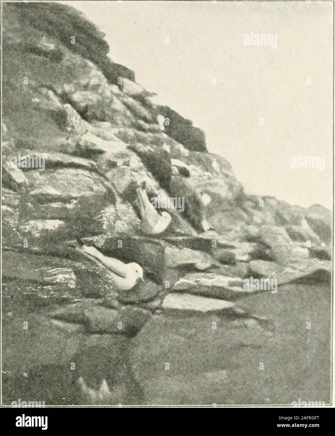 . Con Nansen nel nord; un record del Fram spedizione in 1893-96.. Abbiamo fatto buoni progressi,flrst lungo l alto muro di ghiaccio e successivamente lungo amountainous paese con un incredibilmente nitidi ridgeof strappata e frastagliata di basalto. Nel mezzo di themountain vi è stato un profondo divario, con una ripida declivityon entrambi i lati. Abbiamo strisciato lungo questo divario di geta vista della costa-linea lungo la quale Ave aveva toproceed. Qui abbiamo visto tw^o volpi illuminazione su abird avevano preso. Essi non sembrano betroubled da vertigini, quei compagni, per essi werestruggling sul bordo del precipizio. Acqua Theopen Foto Stock