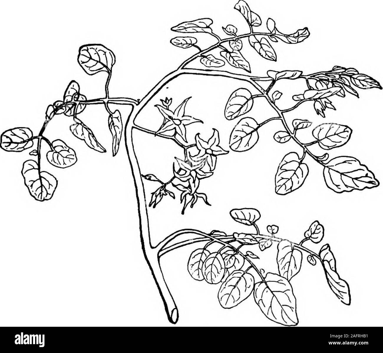 . Lezioni con piante. Suggerimenti per vedere e interpretare alcune delle forme comuni di vegetazione. Due volte-pinnate ofacacia foglia. 92 zESSoys con piante confronta il veleno sumac (Fig. 85). Cheè, uno è bruscamente-pinnate, come il miele locustand l'arachide (avente nessun terminale foglietto),e l'altra è dispari-pinnate. Quest'ultimo è themore comune forma. Le foglie sono abbastanza costante. La fio. 89.Spray di ribes pomodoro. in questi caratteri, ma la pupilla sarà inter-collaudata per trovare le eccezioni. Lasciarlo esaminare,tra gli altri, le foglie di noci neri andbutternuts. 101. Foglie di pomodoro sono mostrati nella Foto Stock