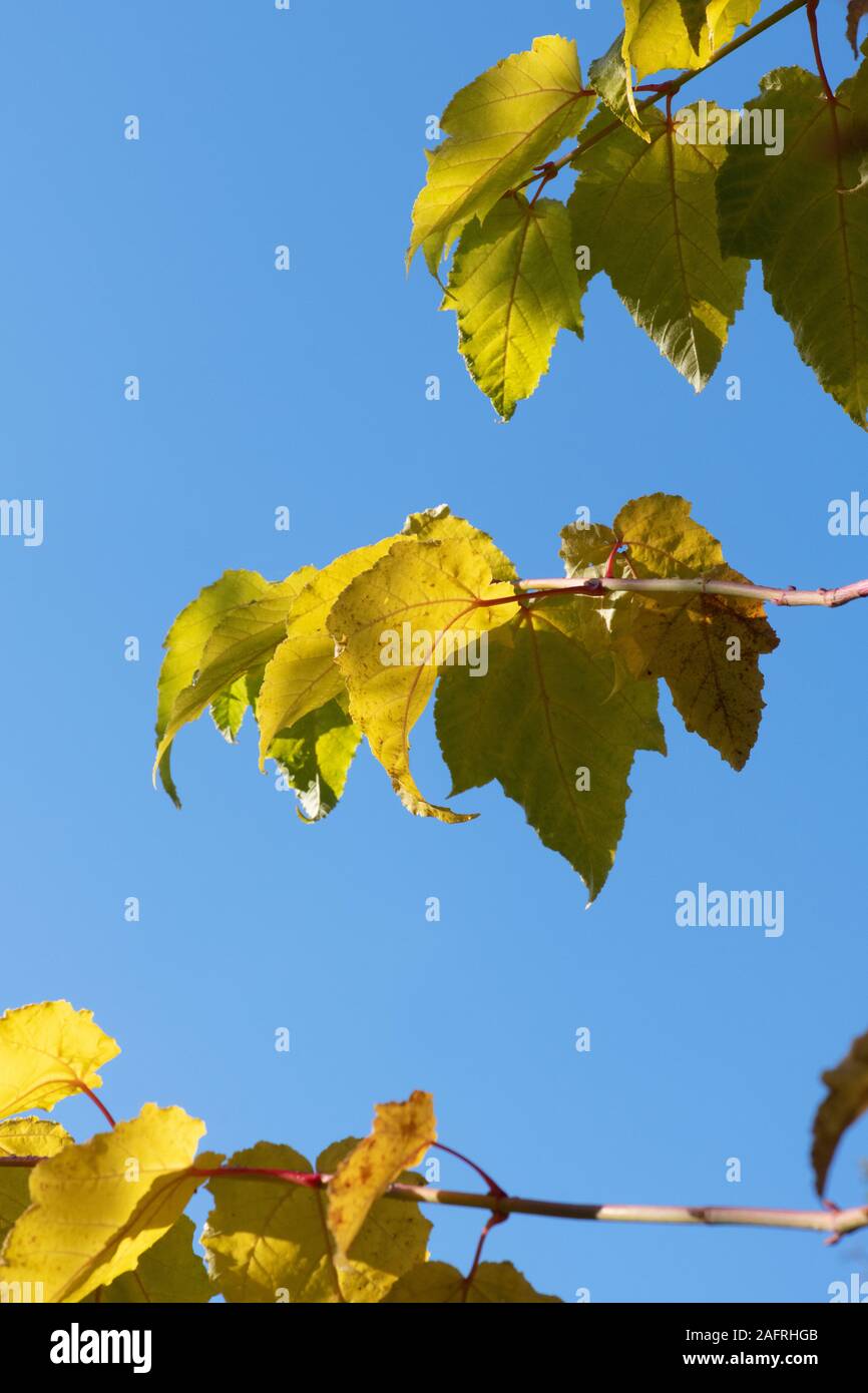 Acer x conspicuum 'Phoenix'. Snakebark maple 'Phoenix' in autunno Foto Stock