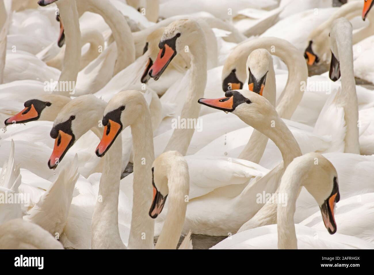 Cigno gruppo (Cygnus olor ). Piumaggio degli adulti. Nessuno di uccelli nidificanti. Temporanea, in stretta prossimità, pur essendo alimentato a mano. Foto Stock