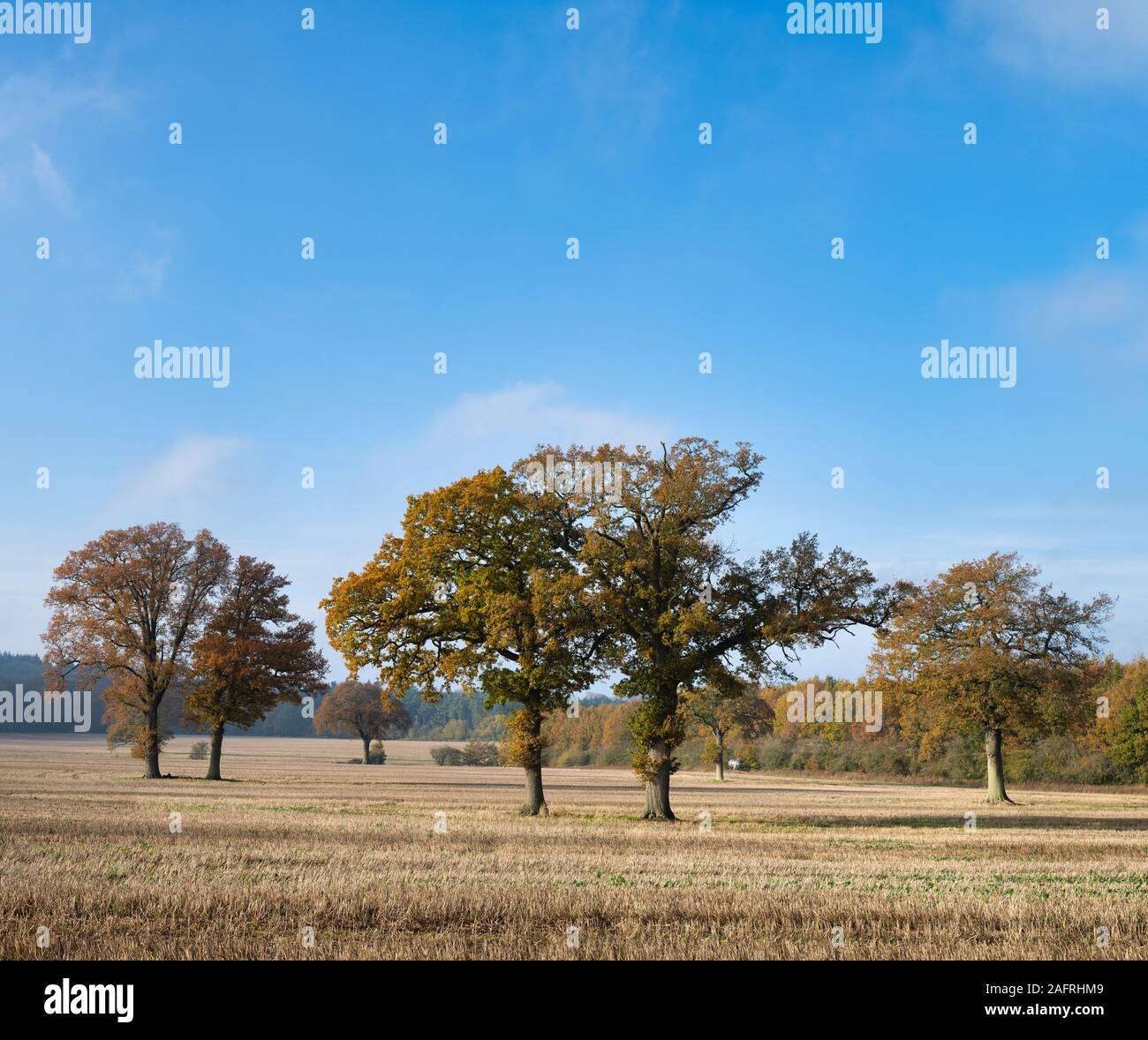Quercus robur. In autunno gli alberi di quercia nella campagna di Warwickshire, Inghilterra Foto Stock
