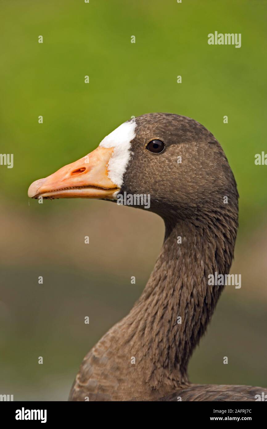 La Groenlandia bianco-FRONTEGGIATA GOOSE Anser Albifrons flavirostris Foto Stock