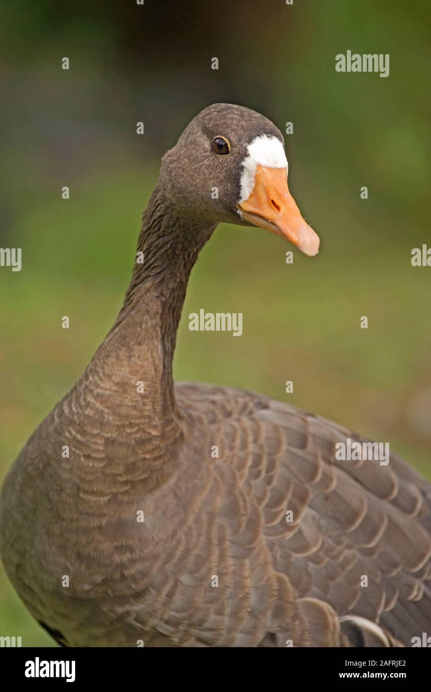 La Groenlandia bianco-FRONTEGGIATA GOOSE (Anser Albifrons flavirostris). DALGETY e SCOTT Foto Stock