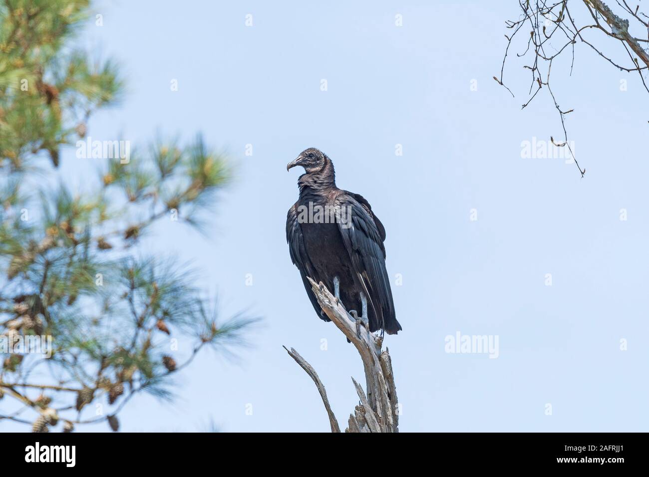 Avvoltoio nero in un vecchio albero morto nel Chincoteague National Wildlife Refuge in Virginia Foto Stock