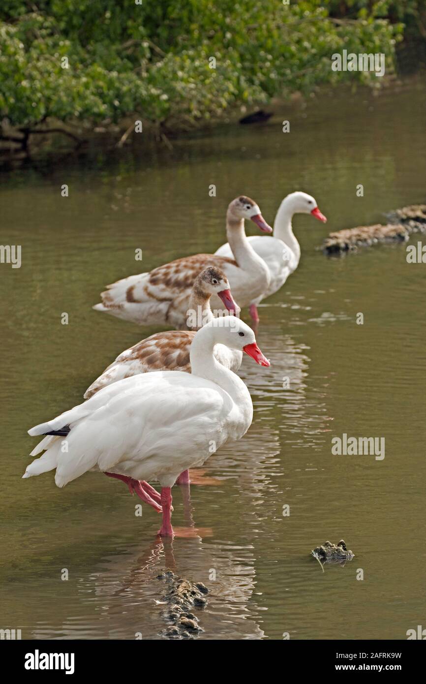 COSCOROBA SWAN (Famiglia Coscoroba coscoroba). cygnets in capretti piumaggio. Adulti sexualy monomorfo. Cob e penna si assomigliano. Foto Stock