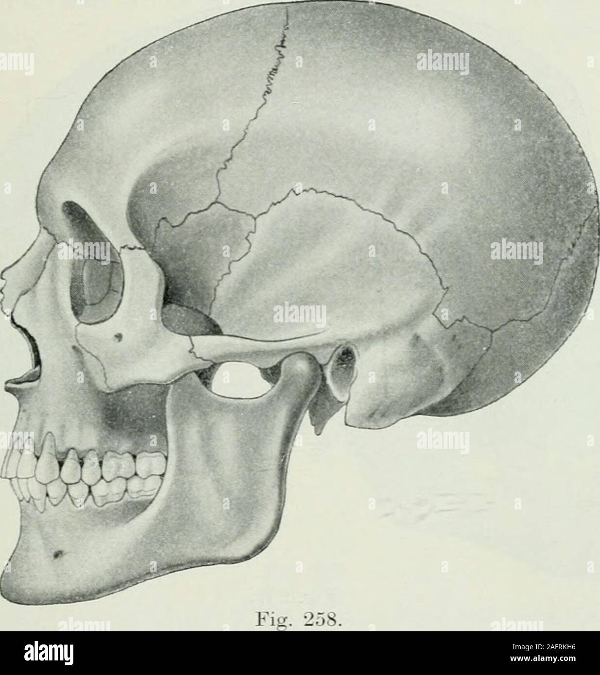 . Lehrbuch der orthodontie fur studierende und zahnartze enschluss mit der Geschichte der orthodontie. sgesetzt,daß der Mangel un Proportionalität in der Größe oder Formder Kieferknochen die Folge schlechter Zahnstellung ist. Einfluß der Zähne auf die Form des Gesichts-schädels. Daß die Entwicklung des Gebisses von unverkenn-barem Einfluß auf die Form des Gesichtsschädels ist, sieht manbesonders bei einem Vergleich des Schädels eines Neugeborenen(Fig. 257) mit dem eines Erwachsenen (Fig. 258) einerseits und die Notwendigkeit künstlerischer und anthropologischer Studien RSU. 265 dem etwa eines Foto Stock