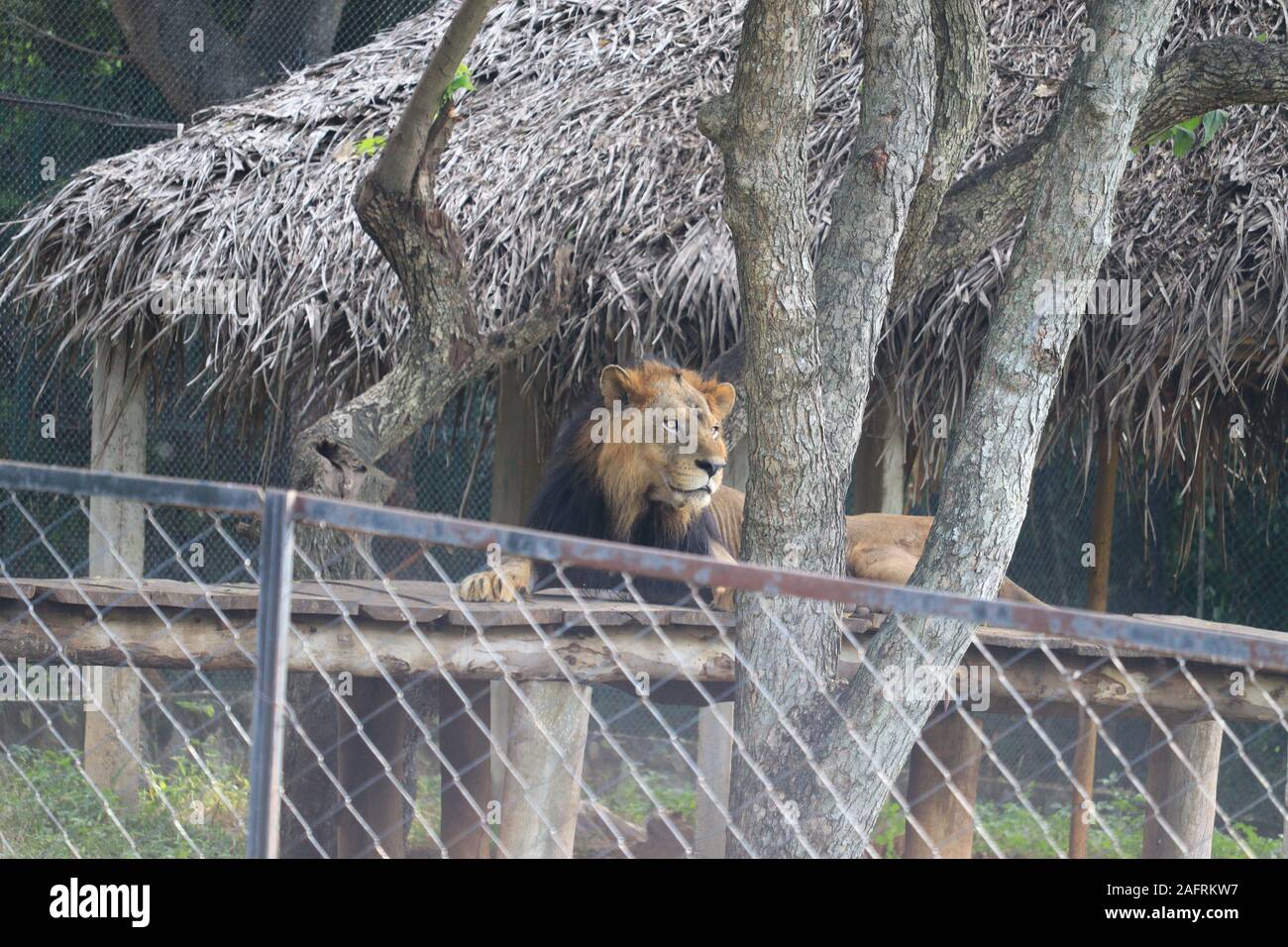 Grande leone maschio giacente su zoo,l'india.Un lion è lo sguardo in avanti verso il cielo Foto Stock