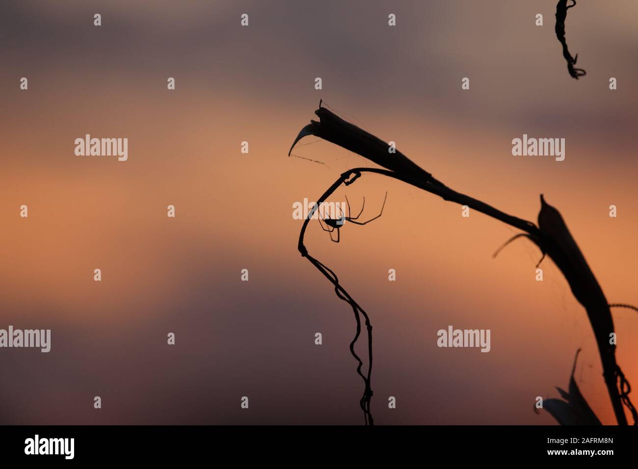 Il pittoresco fata sunrise su un prato misty in mattinata estiva.Little spider web su sfondo sfocato Foto Stock