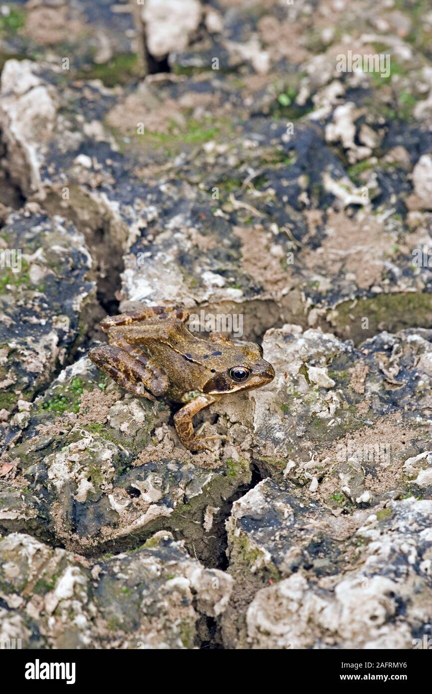 RANA comune (Rana temporaria), durante la siccità sul fondo di un laghetto essiccato. Estate siccità. Cambiamento climatico. Precipitazioni inaffidabili e zone umide. Foto Stock