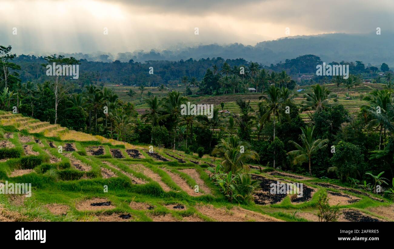 Riso Jatiluwih terrazza su un giorno nuvoloso con palme in background. Patrimonio UNESCO in Bali, Indonesia. Foto Stock
