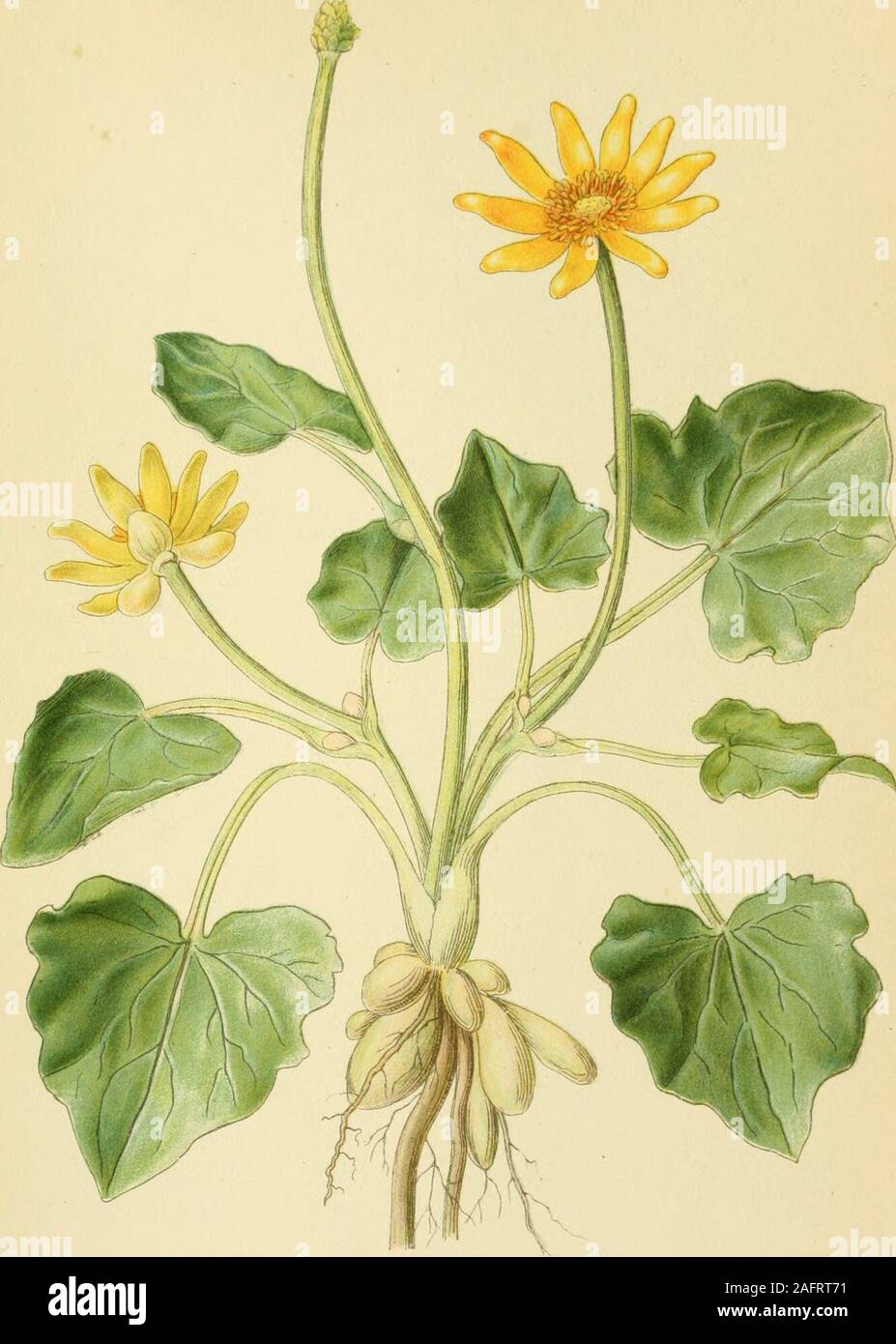 . Billeder af nordens flora. KNOLD-RANUNKEL, ranunculus bulbosus. ;.L^TR,A,B.STHl".. VORTEROD, RANUNCULUS FICARIA. A.eORTZELLST 163 Foto Stock