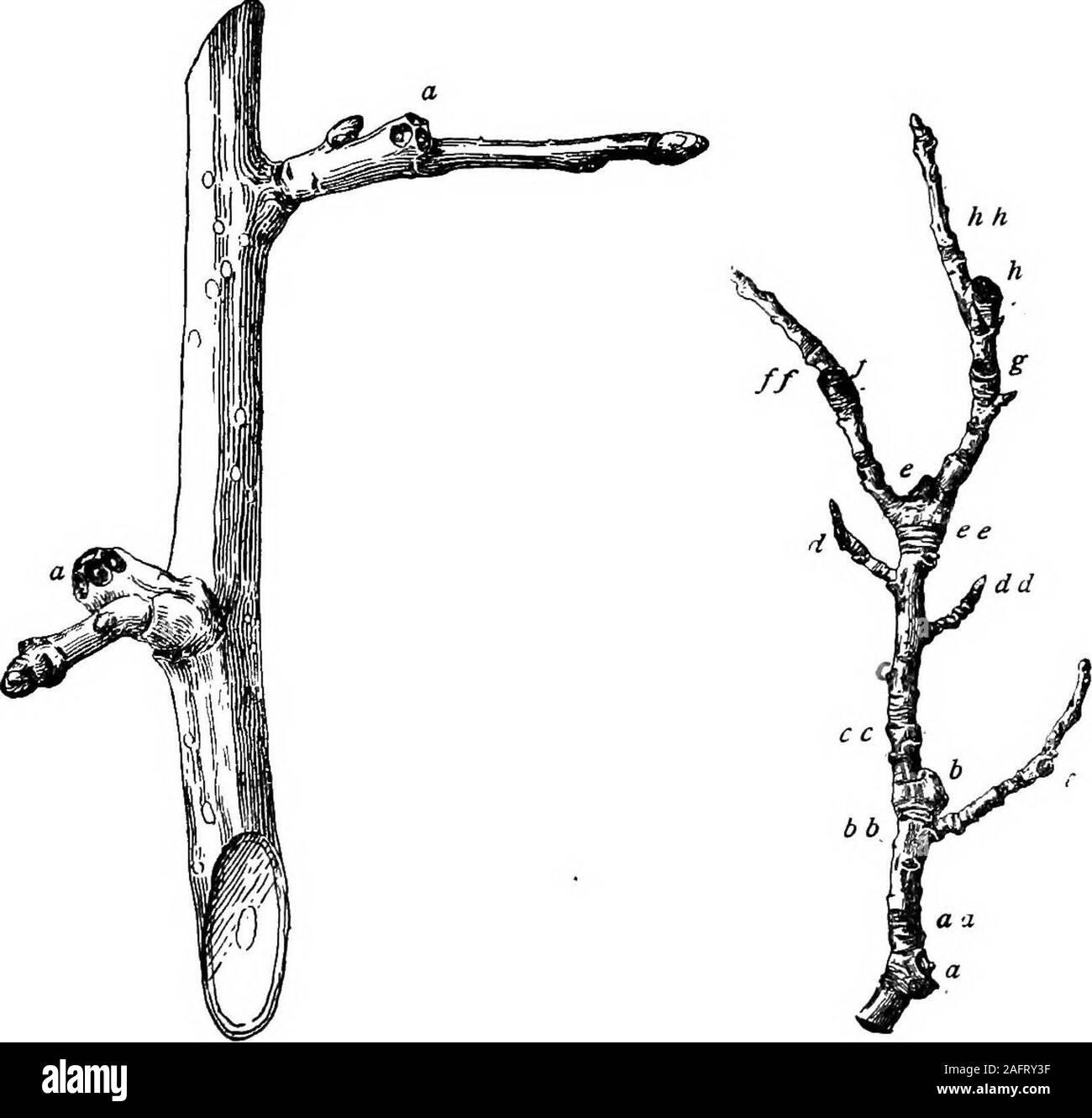 . Lezioni con piante. Suggerimenti per vedere e interpretare alcune delle forme comuni di vegetazione. Fig. 24.la formazione del germoglio laterale sul frutto-sperone fecondità, ma d'altro canto, orgreatly affamati di indebolire la crescita generalmente dà onlya deboli foglie-bud. 25. Quando i frutti o i fiori sono portati su theend di uno sperone, la direzione della crescita è de-rispecchia, come abbiamo visto (OBS. iii.). Fig. 24 è abearing sperone di apple. Mentre la apple è crescere- FBCriT TEE-SPUH 27 ing dal terminale bud, un germoglio laterale (a) isforming per continuare lo sperone il prossimo anno.. Fig. 25.iipurs di un granchio ap Foto Stock