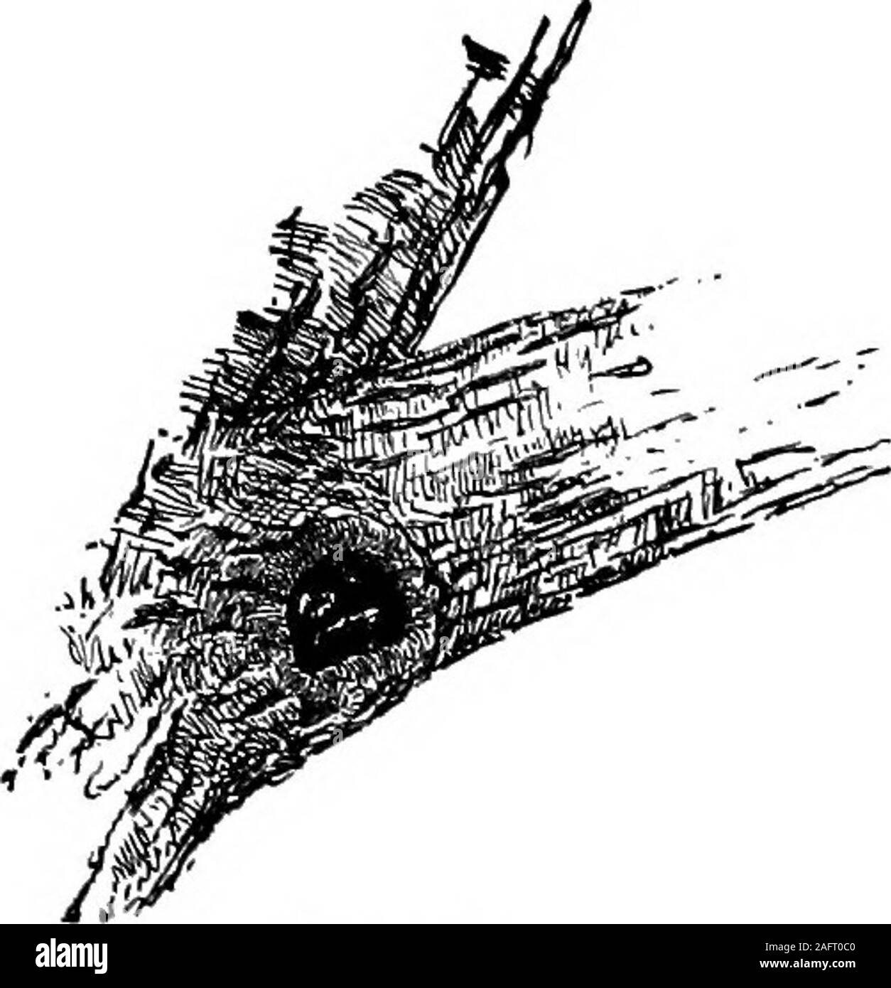 . Lezioni con piante. Suggerimenti per vedere e interpretare alcune delle forme comuni di vegetazione. Fig. 18. Un ramo di morti e la massa dei tessuti ofhealing alla sua base. La fio. 19.Un nodo-foro. mostra un arto morto su un albero di quercia. Il limbbecame debole perché l'ombra era troppo denso,e perché i rami sopra di esso ha preso più thantheir quota di cibo. Infine, tarli e fungiattacked e morì. Esso decomporsi lentamente lontano,di anno in anno i suoi ramoscelli cadde e infine una pesante 22 J^ESSOIfS con piante di caduta di neve lo spezzò off come possiamo ora vedere. Assoon come è morto, è diventato una minaccia per l'albero,per la rot Foto Stock