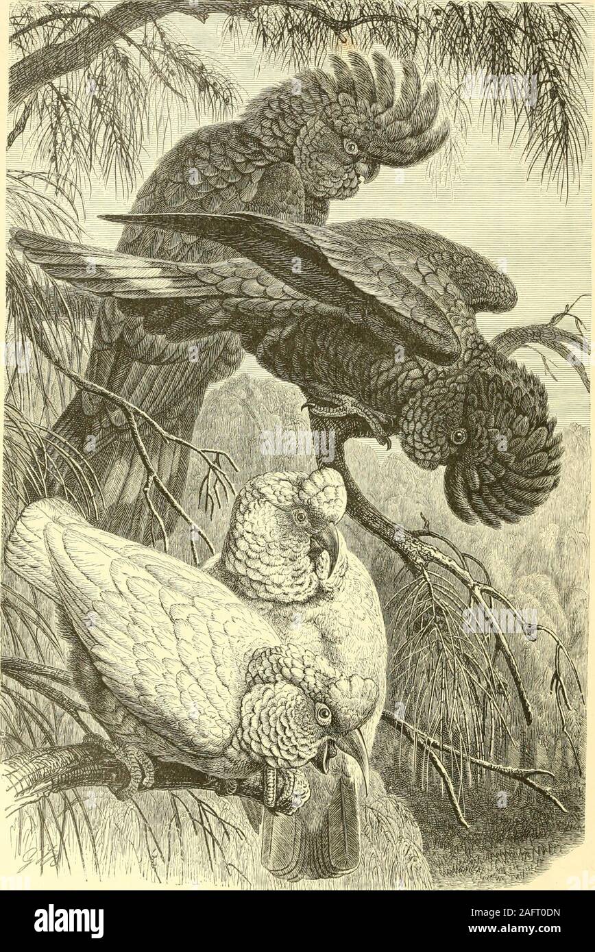 . Il royal storia naturale. Grande BLACK COCKATOO, con cresta eretta { liat. dimensioni). processo, diventa di un profondo rosso sangue. Che la straordinariamente potente bill di questo birdmust hanno qualche uso speciale è abbastanza evidente e il suo particolare ufficio è stato describedby il sig. Wallace nel seguente racconto interessante delle creature abitudini: nero Thegreat cacatua, scrive questo osservatore, frequenta le parti inferiori della foresta,ed è considerata singolarmente, o al massimo due o tre insieme. Vola lentamente e noiselesslyand può essere ucciso da un relativamente lieve ferita. Mangia frutti vari andseeds, ma sembrano Foto Stock