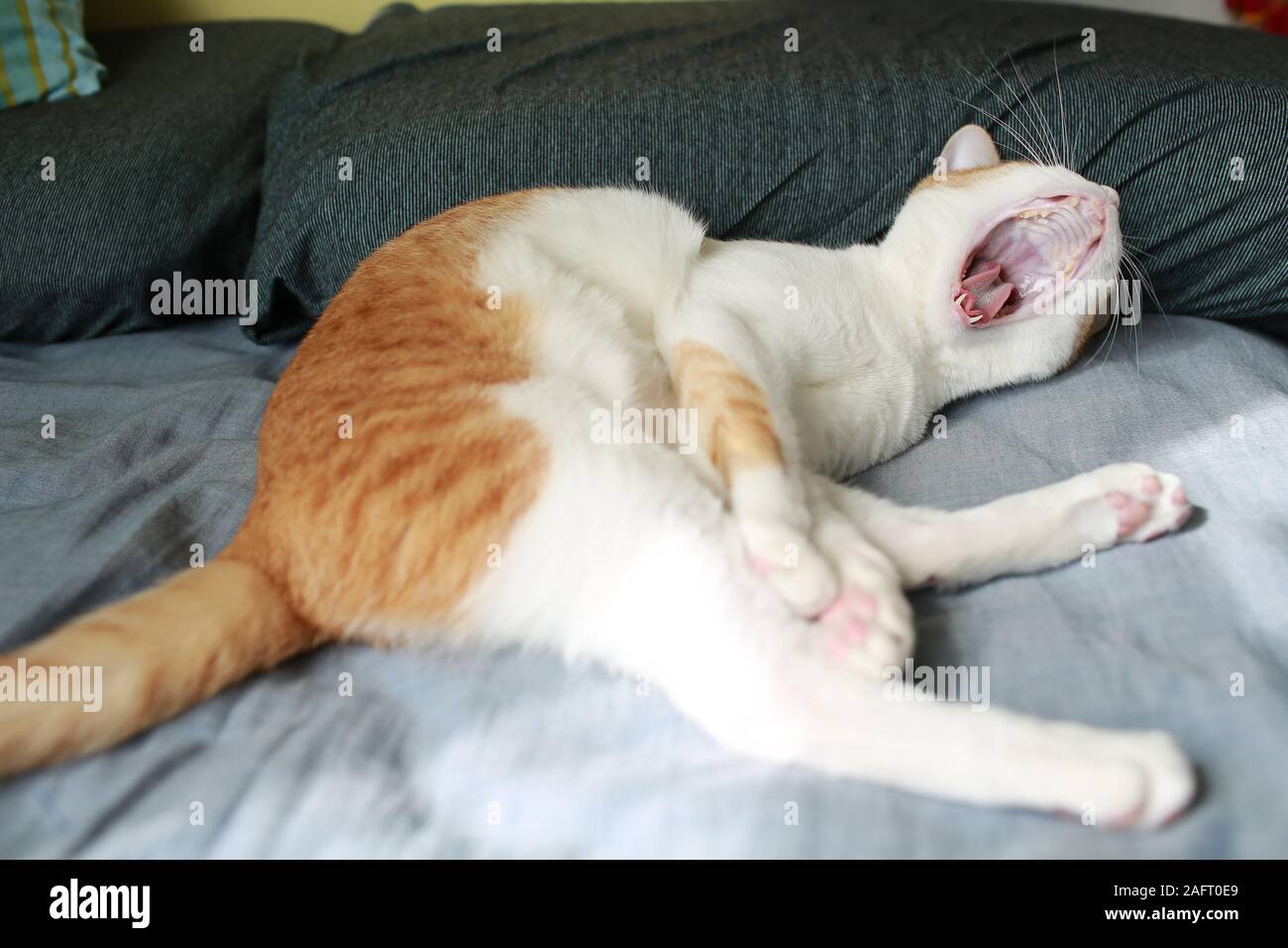 Annoiato gatto con sbadigli, aprire la bocca Foto Stock