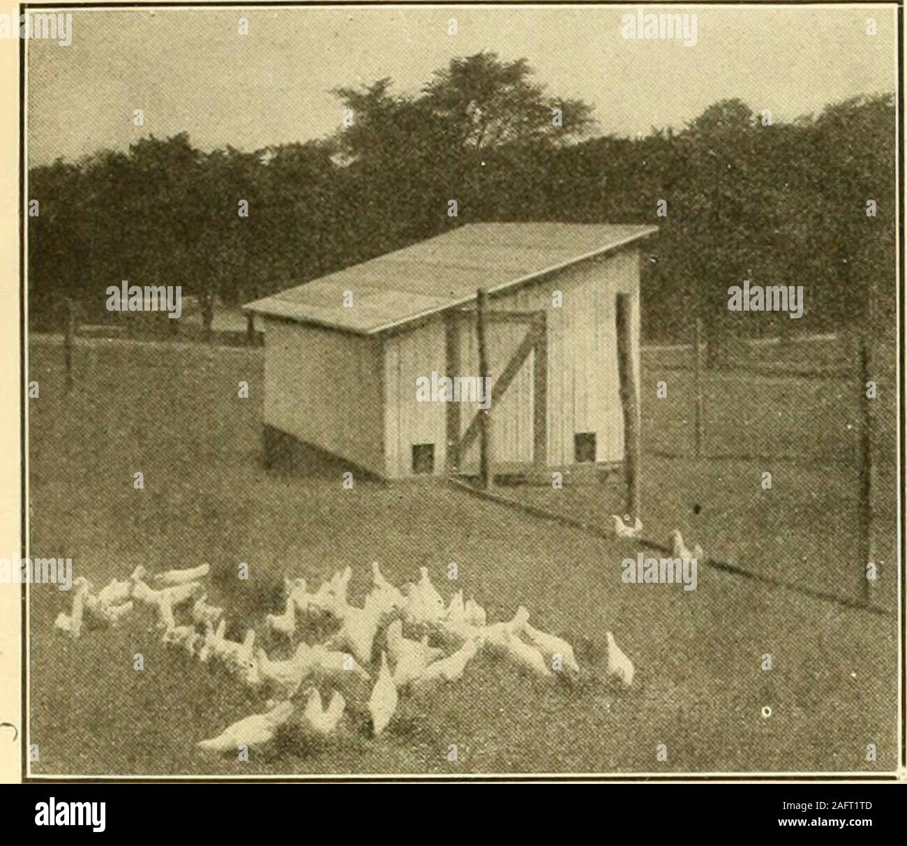 . Il pollame case e attrezzature. Come disporre le piante di pollame ... .Altri doppio metodo yarding, dove i cantieri di beany larghezza desiderata indipendentemente dalla larghezza della casa,è illustrata in Fig. 219. Costruzione di recinzioni di pollame le direzioni per la messa a filo recinzione, che renderà il lavoro più facile. In costruzione permanente recinzioni di pollame si paga a useonly i migliori materiali. Costruzione di recinzione è un expensivematter nel migliore dei casi, sul conto della quantità di lavoro re-quired, e se il povero è il materiale utilizzato o il lavoro incurante-ly fatto, il costo finale è notevolmente aumentata. Se woodenposts sono utilizzati, robinia, Foto Stock