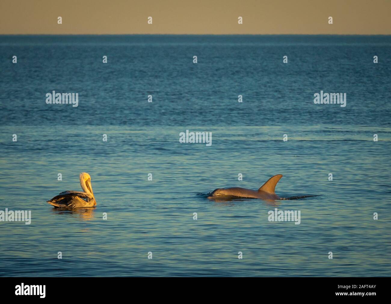 Pelican e delfino a Folly Beach vicino Charleston, Carolina del Sud. Foto Stock