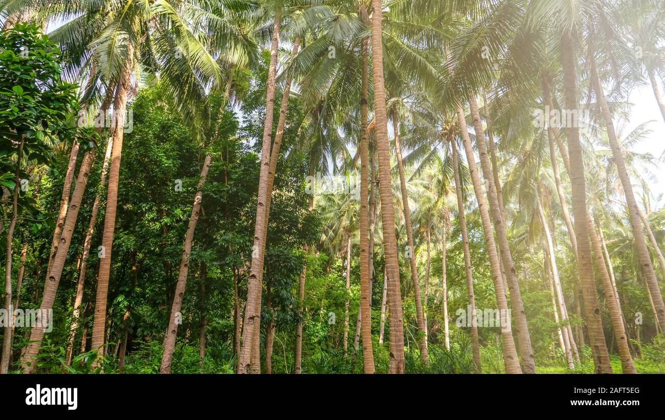 Basso angolo vista di palme di cocco in un lussureggiante verde plantation nelle Filippine. Gli alti, skinny tronchi di intagli per arrampicata. Foto Stock