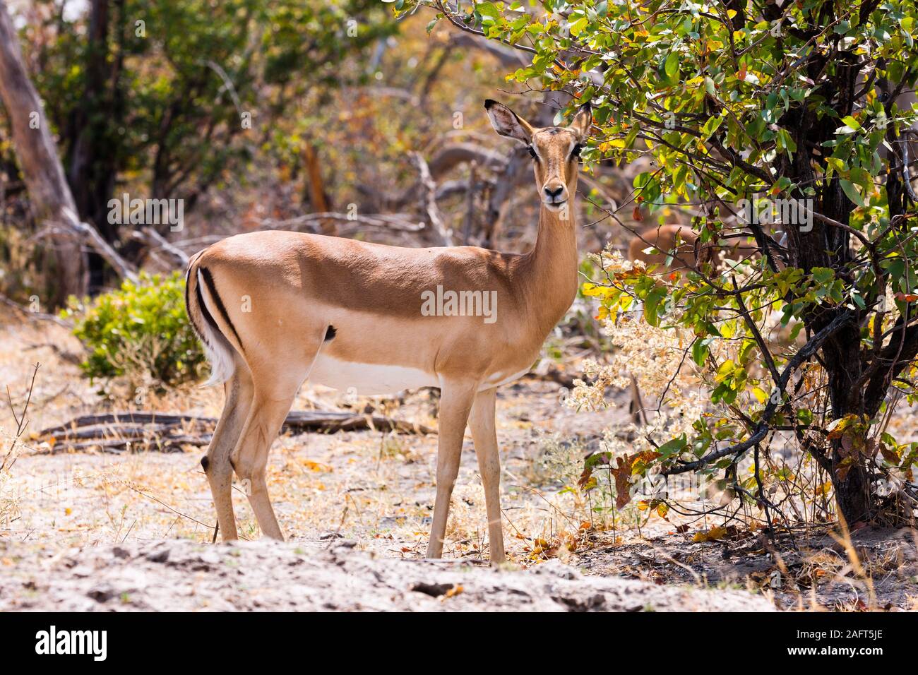 Impala femminile in piedi in area boschica, Moremi Game Reserve, Okavango delta, Botswana, Sud Africa, Africa Foto Stock