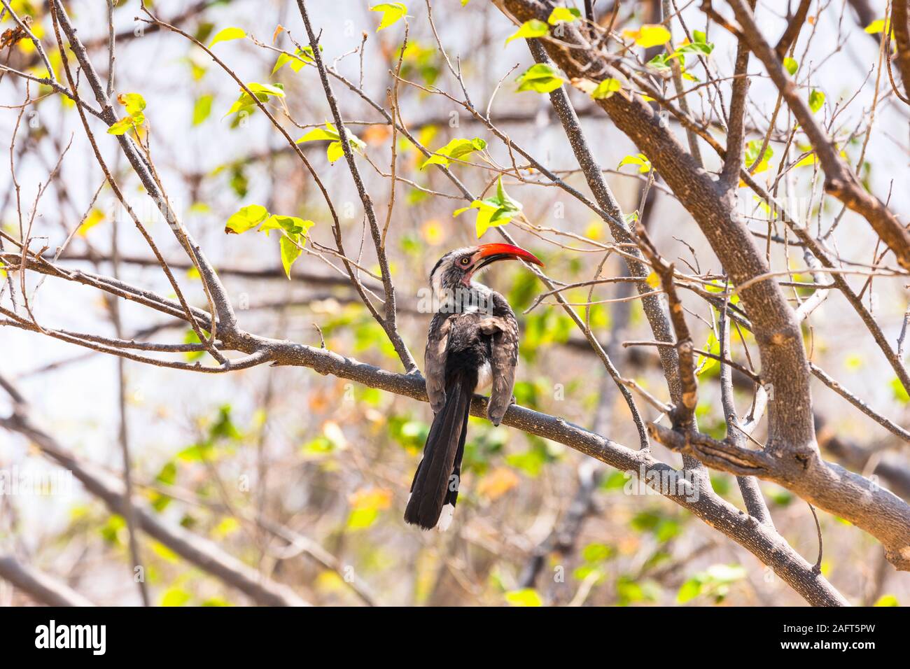 Hornbill con fattura rossa, uccelli che si aggirano sul ramo, Moremi Game Reserve, Okavango delta, Botswana, Sudafrica, Africa Foto Stock