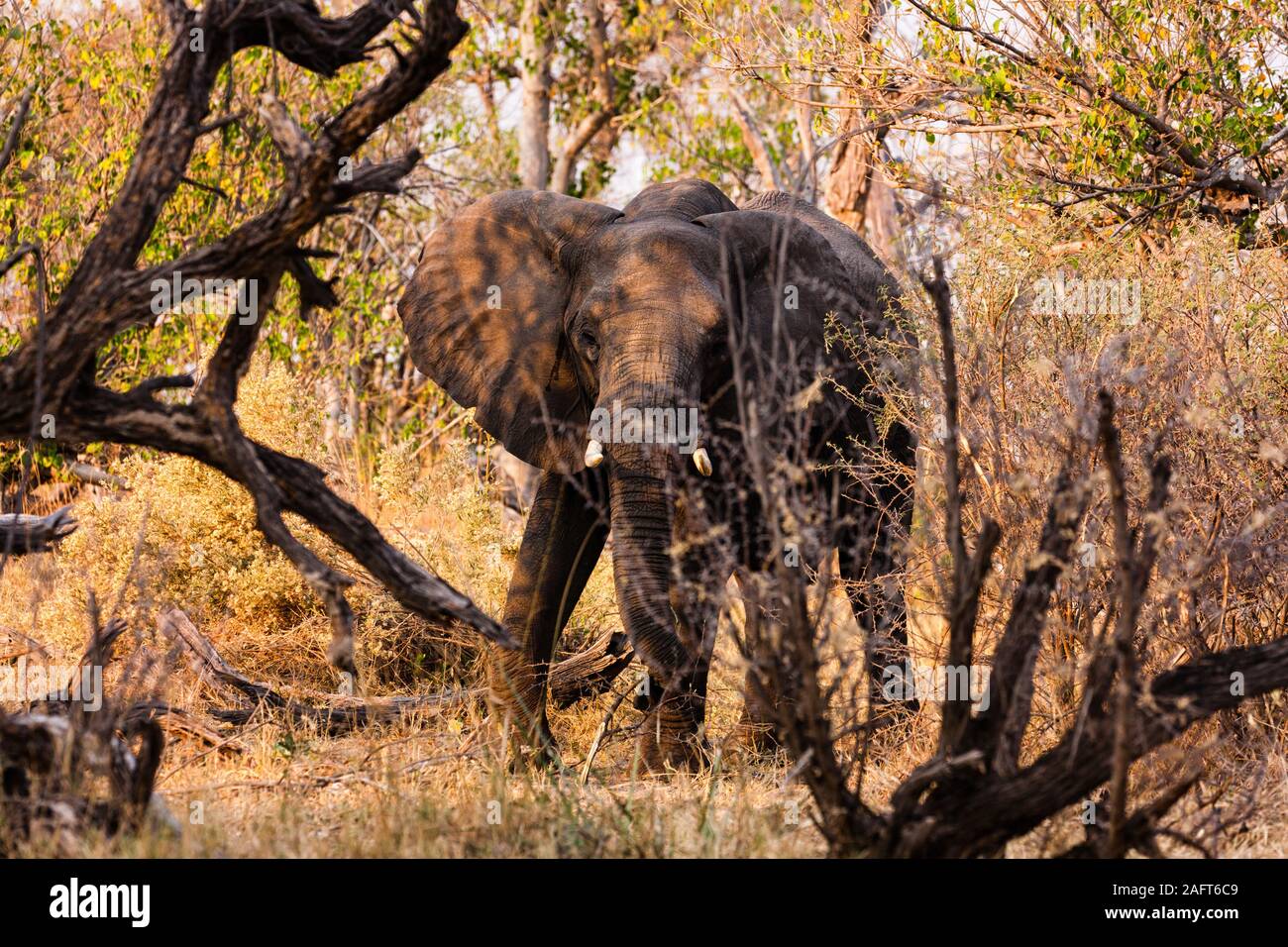 Elefante nella foresta di cespugli, sera, Moremi riserva di caccia, delta di Okavango, Botswana, Africa Meridionale, Africa Foto Stock