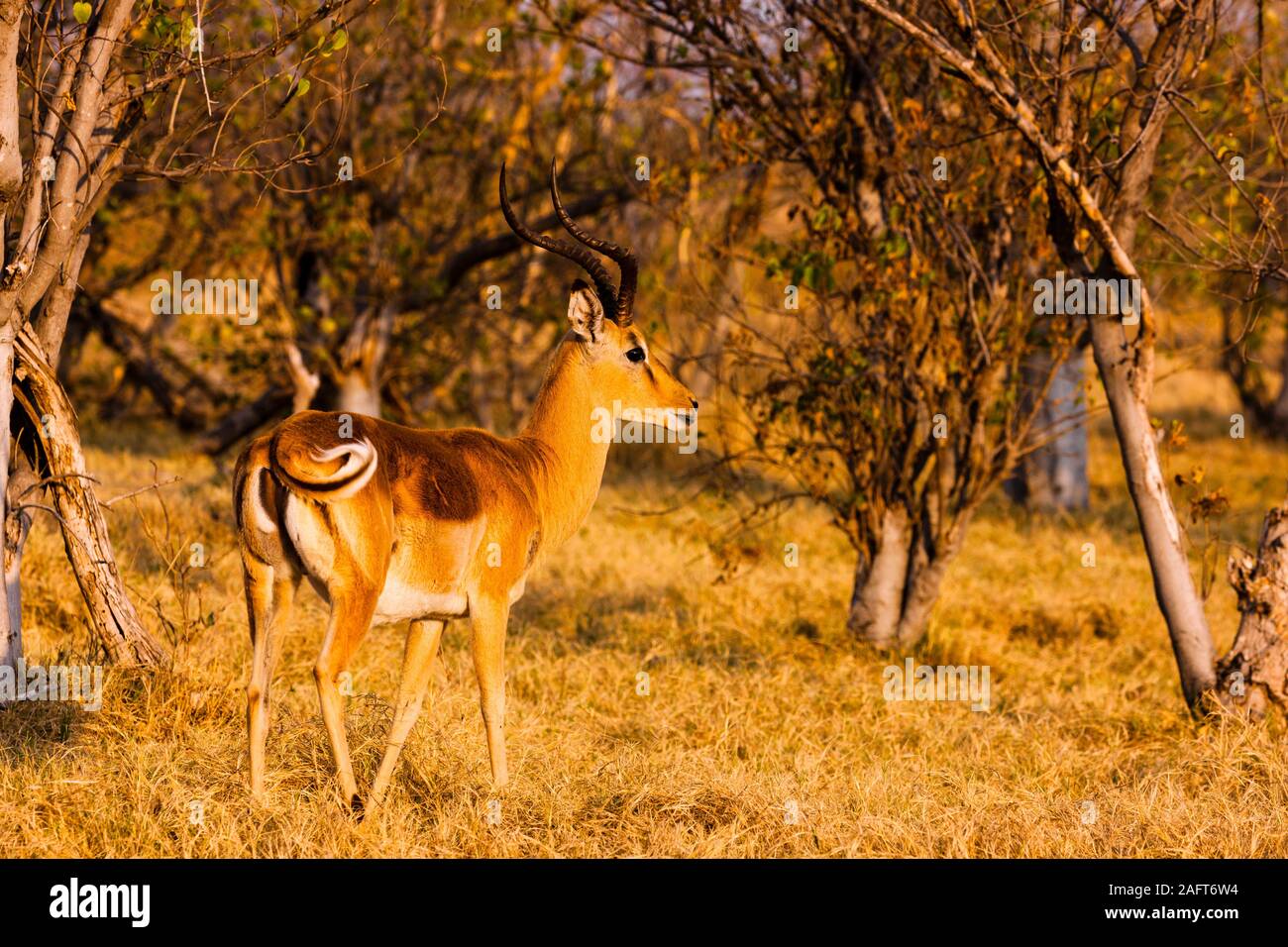 Voce maschile Impala permanente sulla zona di bush, in Mattina e bagliore Moremi Game Reserve, Okavango Delta, Botswana, Africa Foto Stock