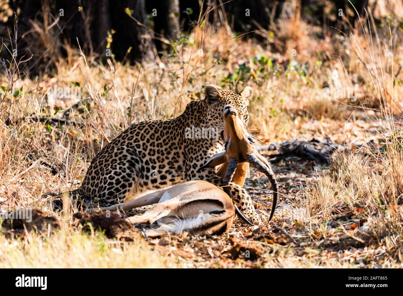 Caccia al leopardo Impala, Impala è viva, nella foresta mattutina, nella Moremi Game Reserve, Delta di Okavango, Botswana, Africa Meridionale, Africa Foto Stock