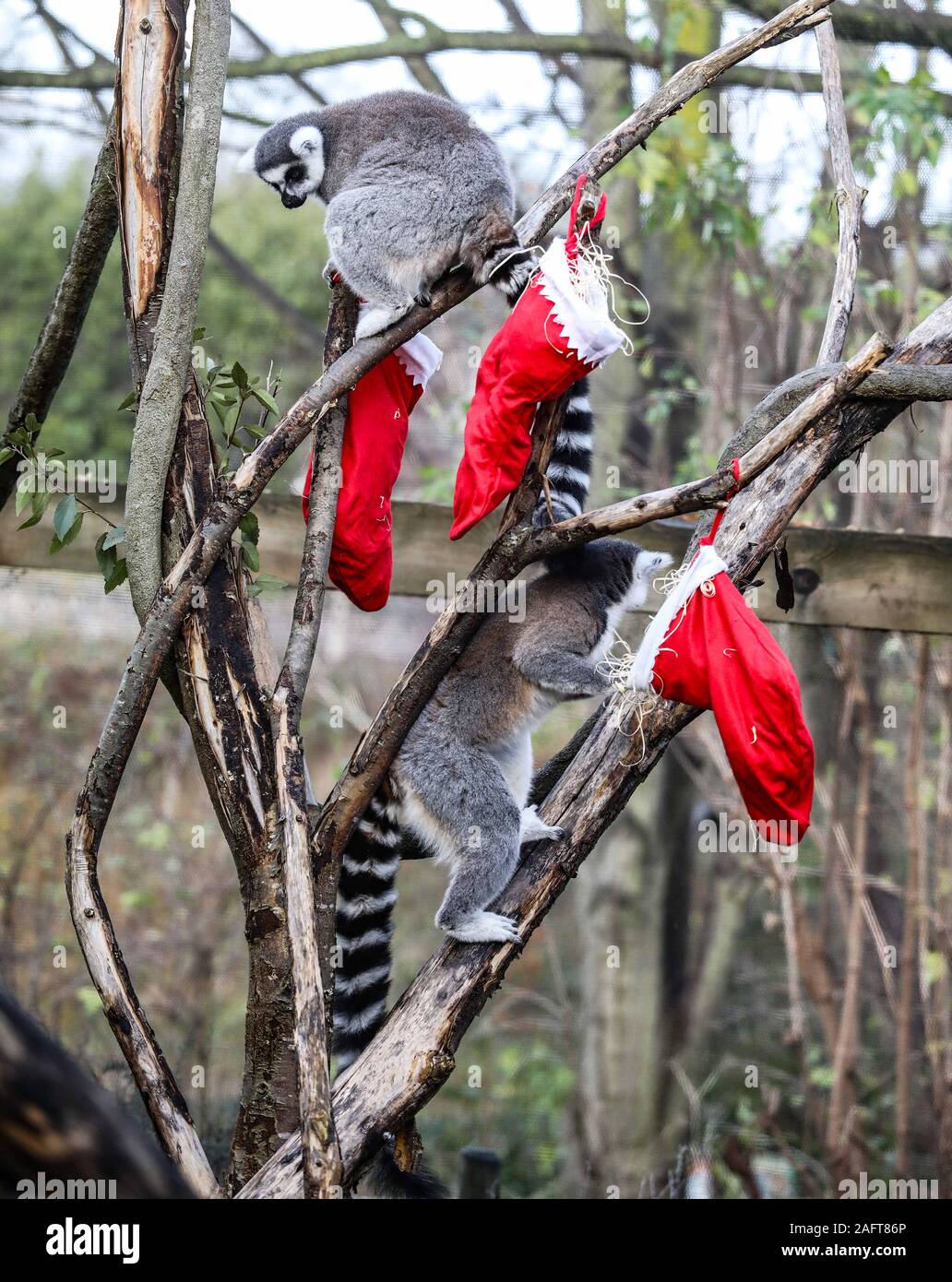 Londra, Regno Unito. Xvi Dec, 2019. Lemuri ottiene nel Natale Spiritat al ZSL London Zoo. Credito: Brett Cove SOPA/images/ZUMA filo/Alamy Live News Foto Stock