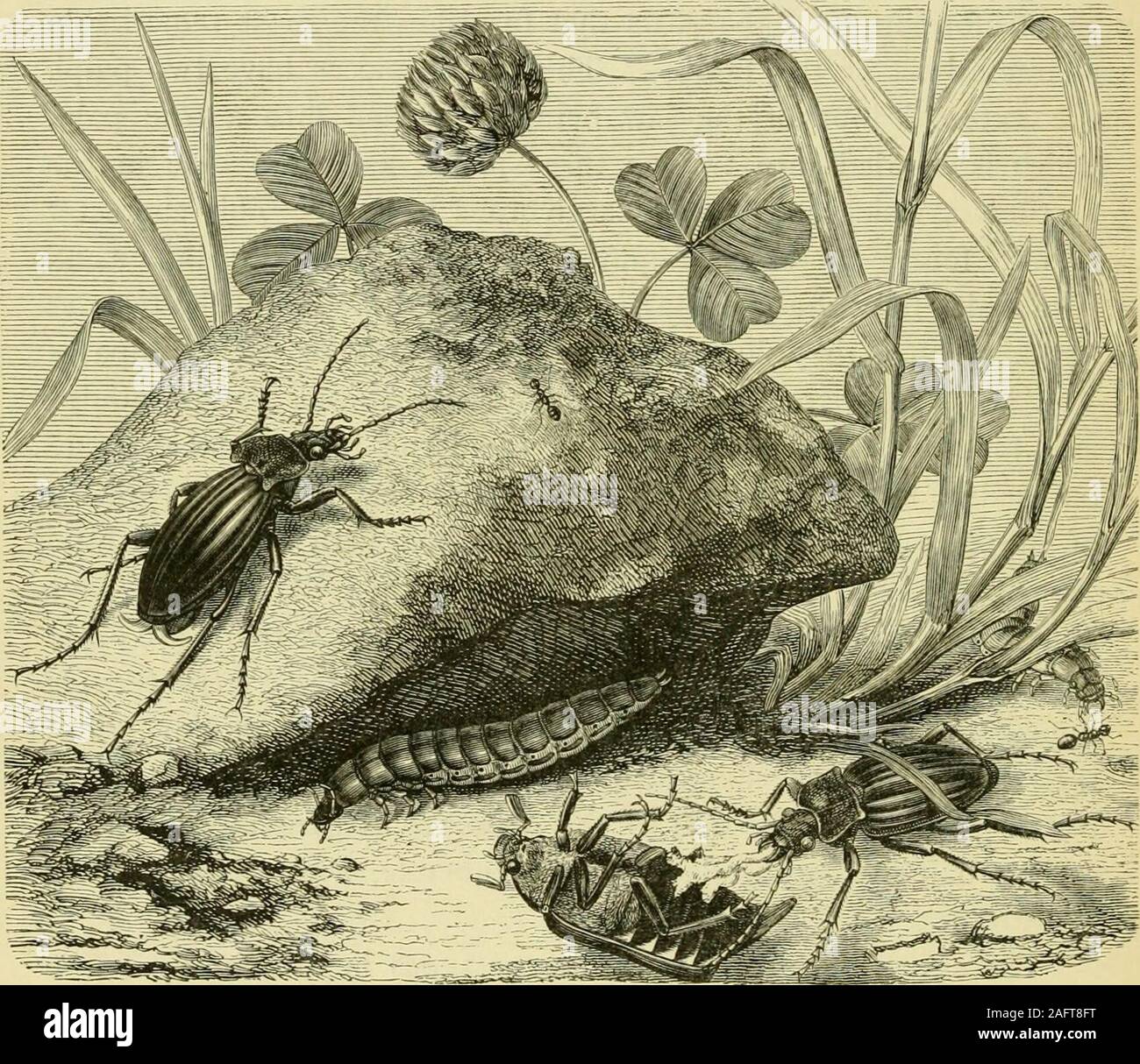 . Le trasformazioni (o) metamorfosi di insetti (Insecta, Myriapoda, Arachnida, e crostacei) : essendo un adattamento per i lettori di lingua inglese, di M. Émile Blanchard "etamorphoses, moeurs et istinti des insetti;' e una raccolta di opere di Newport, Charles Darwin, Spence Bate, Fritz Müller, Packard, Lubbock, Stainton, e altri. ndelida, ed il genere Carahiis è ane.sempio del primo. Per la maggior parte essi sono grandi, bril-liantly scarabei colorati ; e la loro peculiare teste sagomate, theirlong gambe e i loro bellissimi corpi corazzati non solo arevery elegante, ma dare loro una Foto Stock